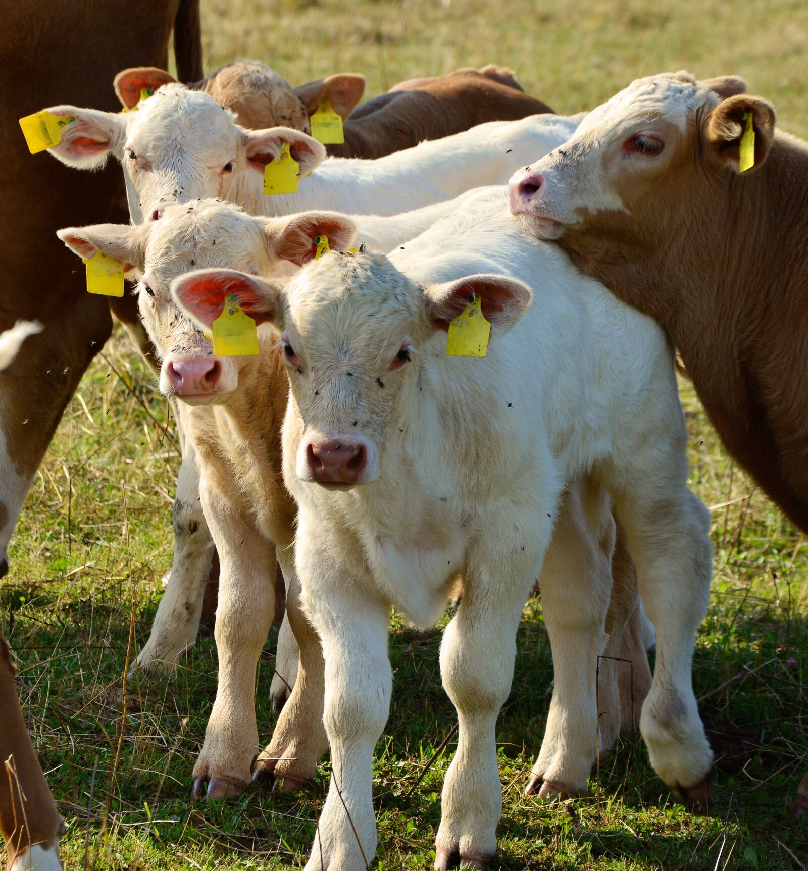 Nikon D5200 sample photo. Calf, young animals, beef photography