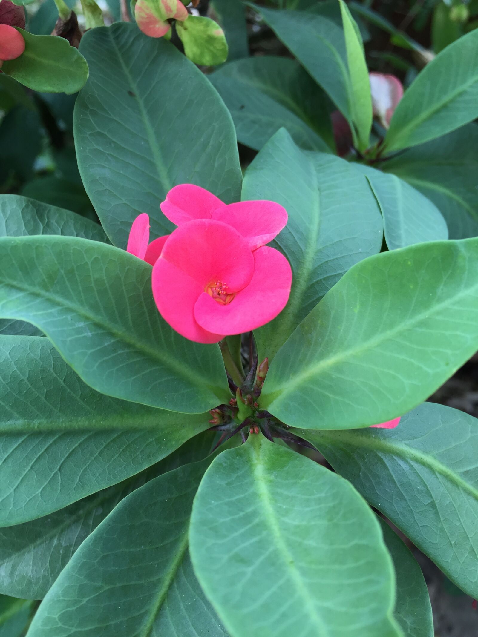 Apple iPhone 6 sample photo. Flower bowl first, bowl photography