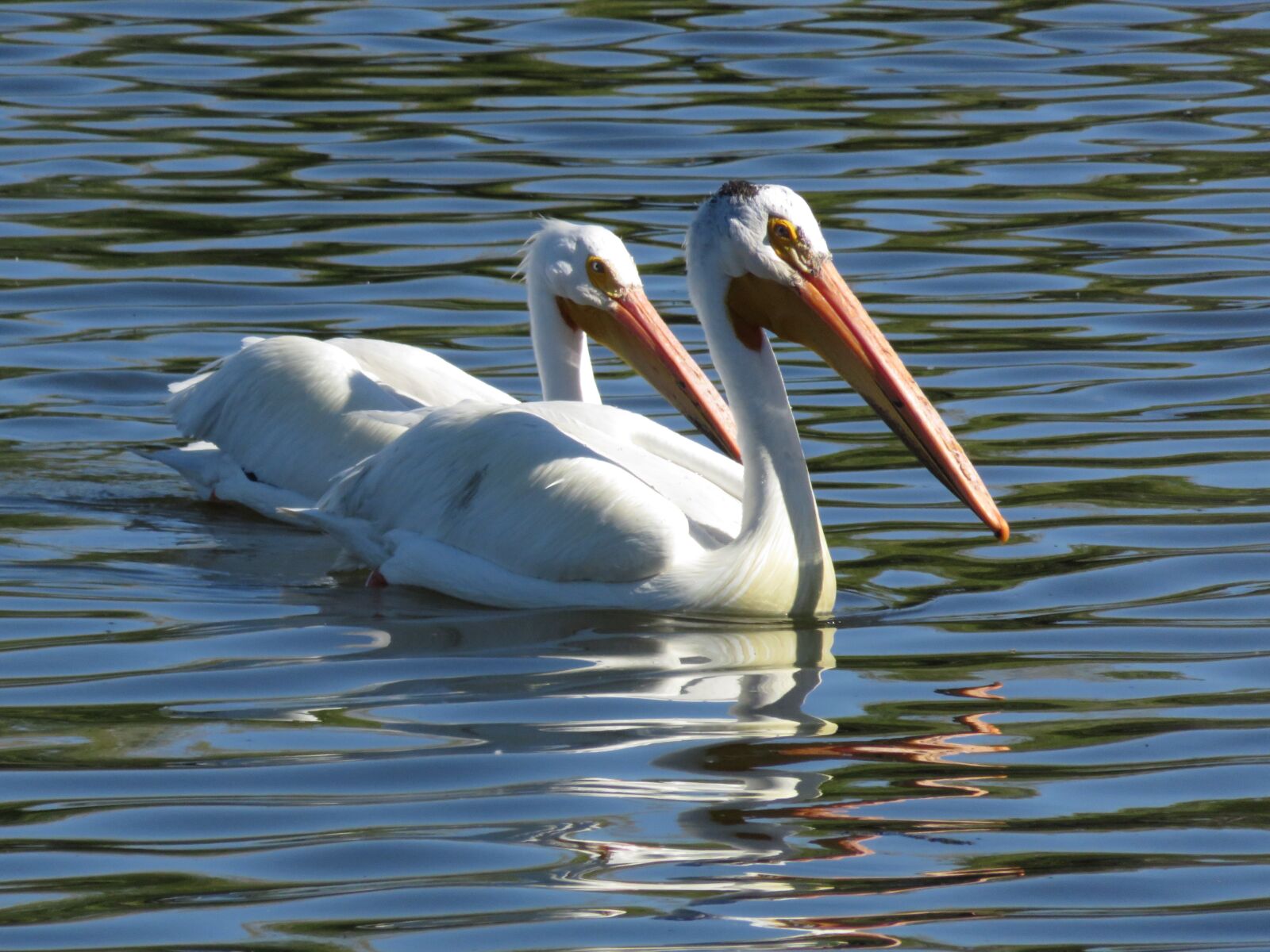 Canon PowerShot SX700 HS sample photo. Pelicans, lake, nature photography