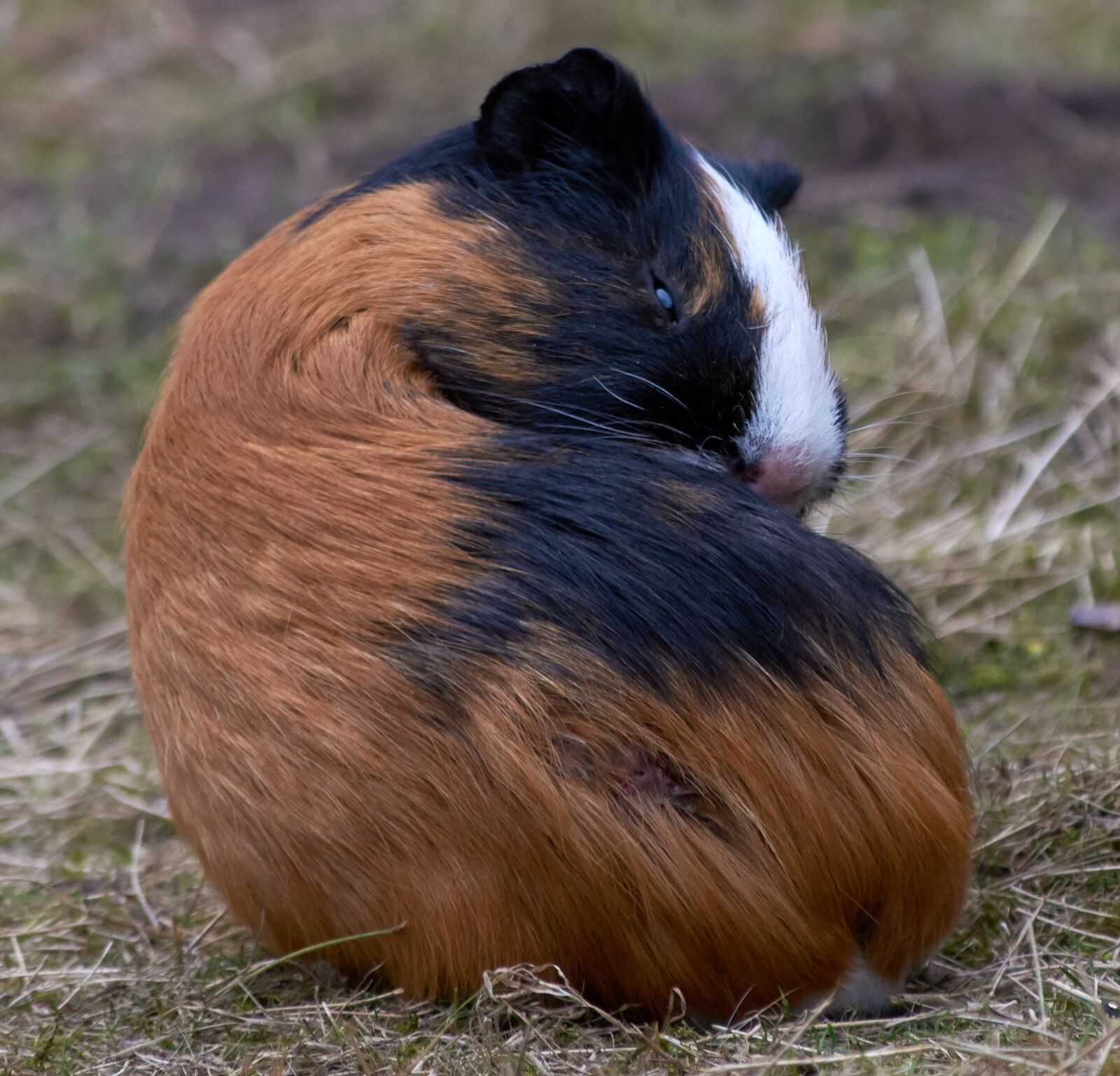 Nikon D5300 sample photo. Guinea pig, rodent, mammals photography