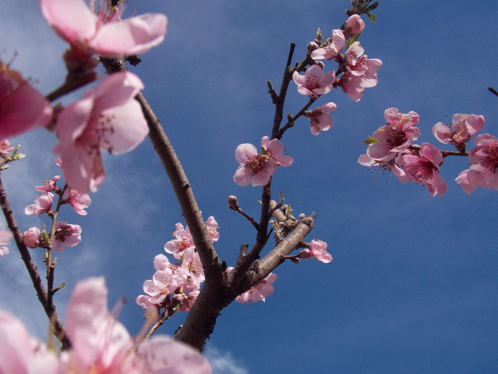 Nikon Coolpix L810 sample photo. Sakura, flower, spring photography