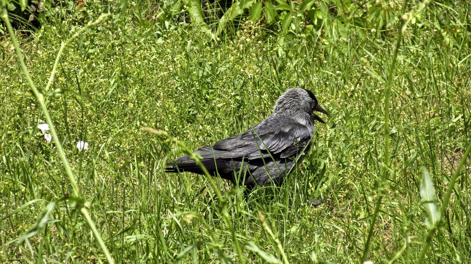 Canon PowerShot SX160 IS sample photo. Bird, nature, animal photography
