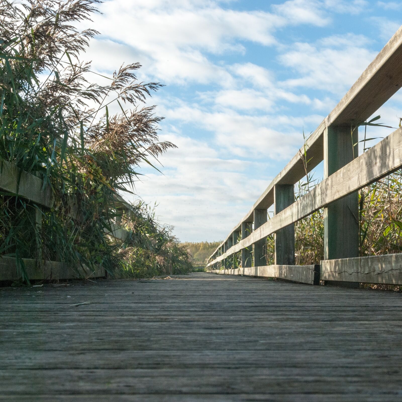 Nikon D80 sample photo. Landscape, bridge, sky photography