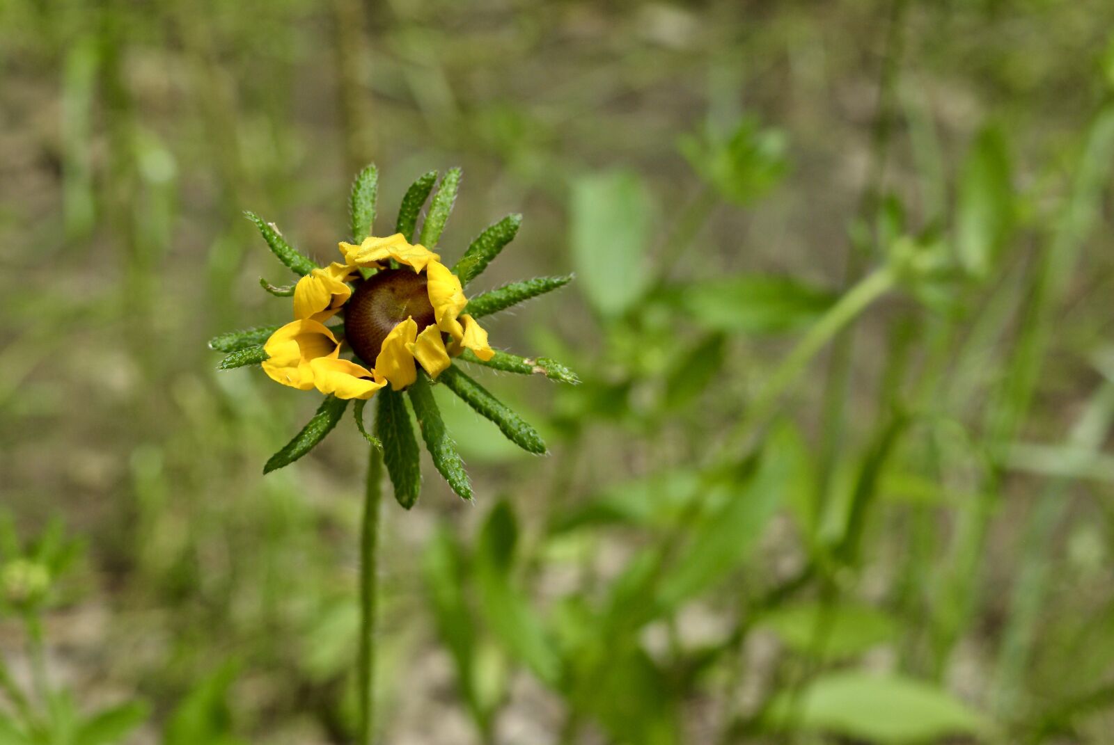 Nikon D5300 sample photo. Flower, yellow flower, single photography
