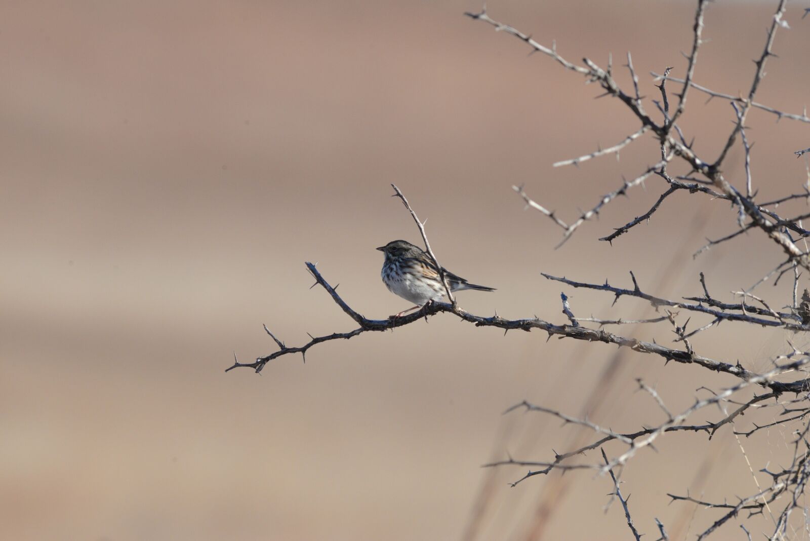 Nikon D610 sample photo. Bird, nature, animal photography