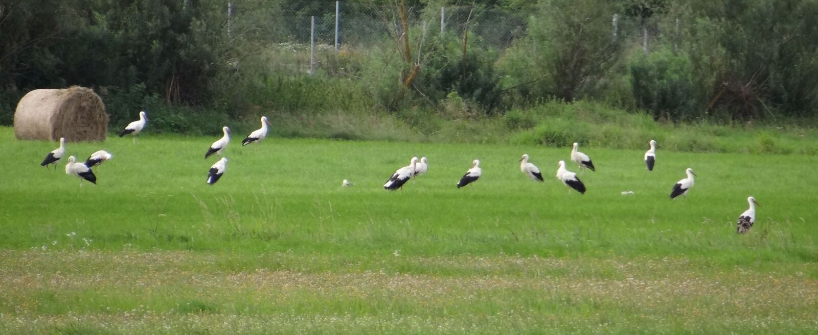 Sony Cyber-shot DSC-HX100V sample photo. Fly out, storks, diet photography