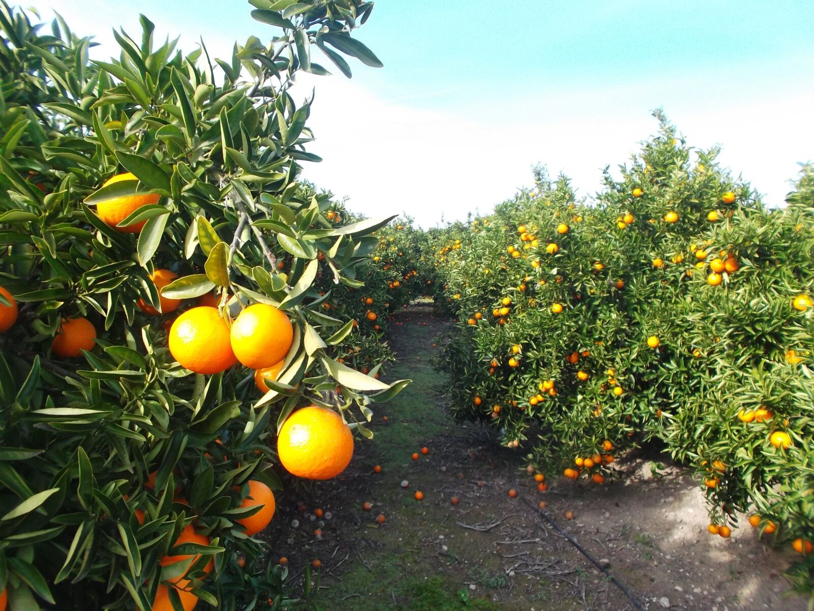 Fujifilm FinePix JX580 sample photo. Orange, oranges, citrus fruit photography