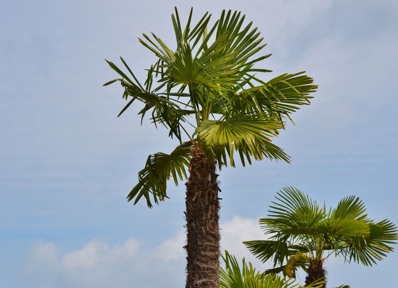 Nikon D3200 sample photo. Palm, plant, fan palm photography