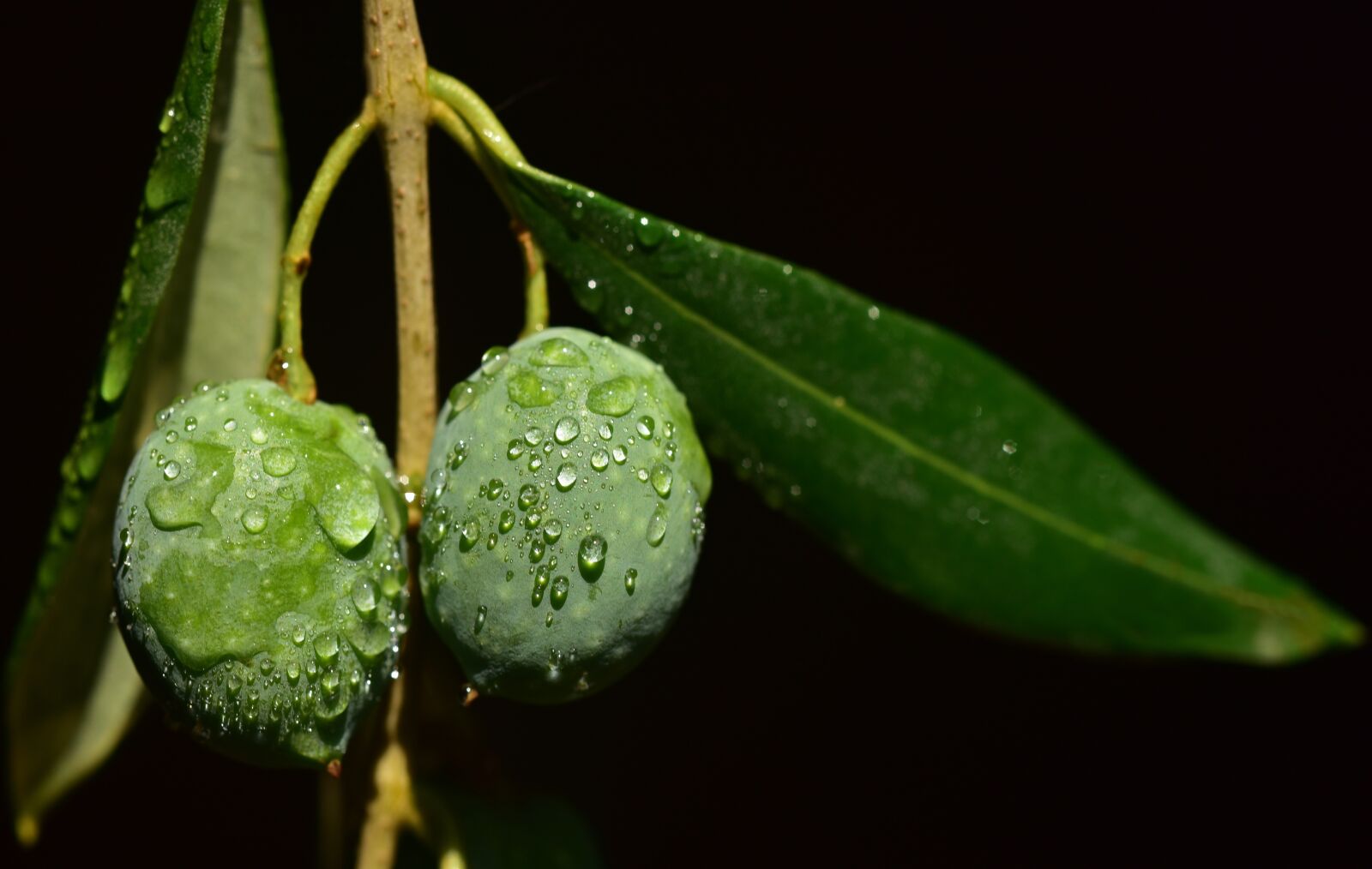 Nikon D750 sample photo. Olives, wet, drip photography