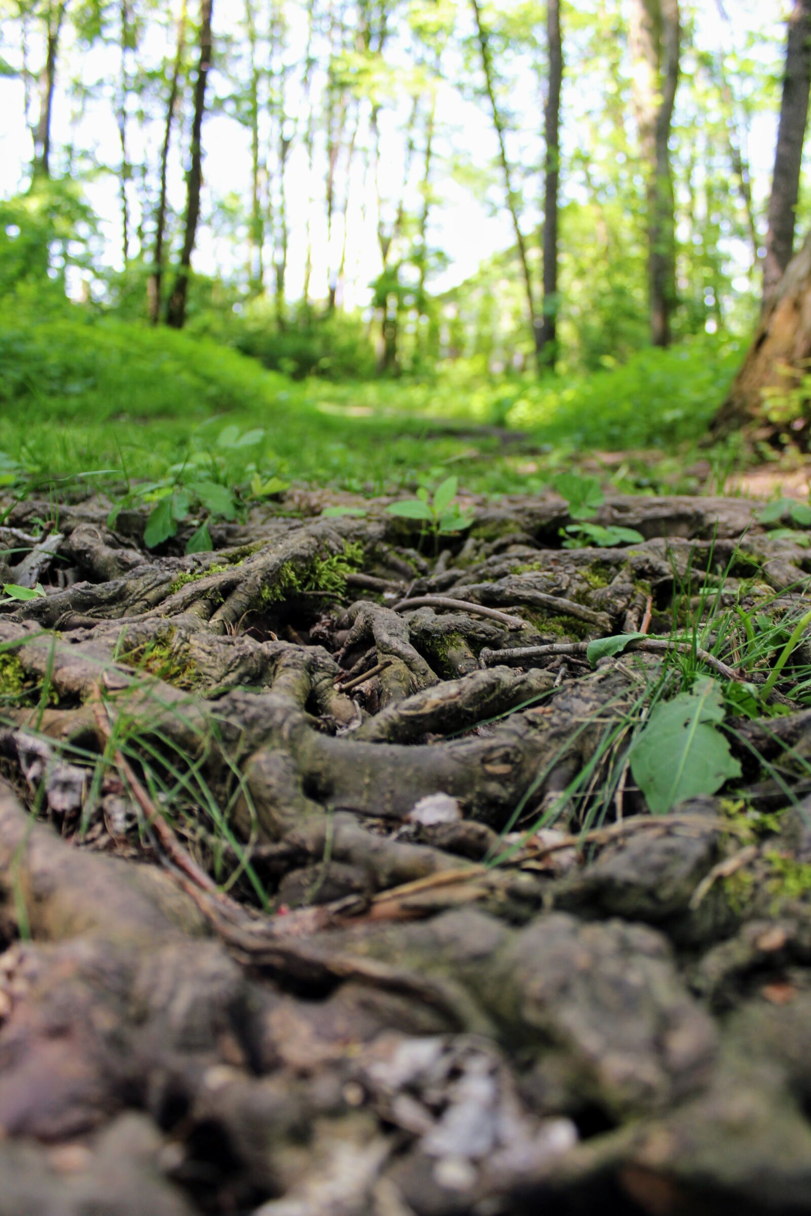 Canon EOS 1300D (EOS Rebel T6 / EOS Kiss X80) sample photo. Tree, roots, nature photography