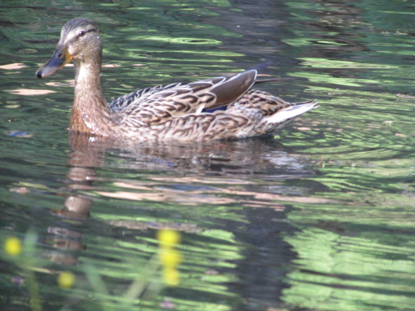 Canon PowerShot SX500 IS sample photo. Tiere, duck, ente photography