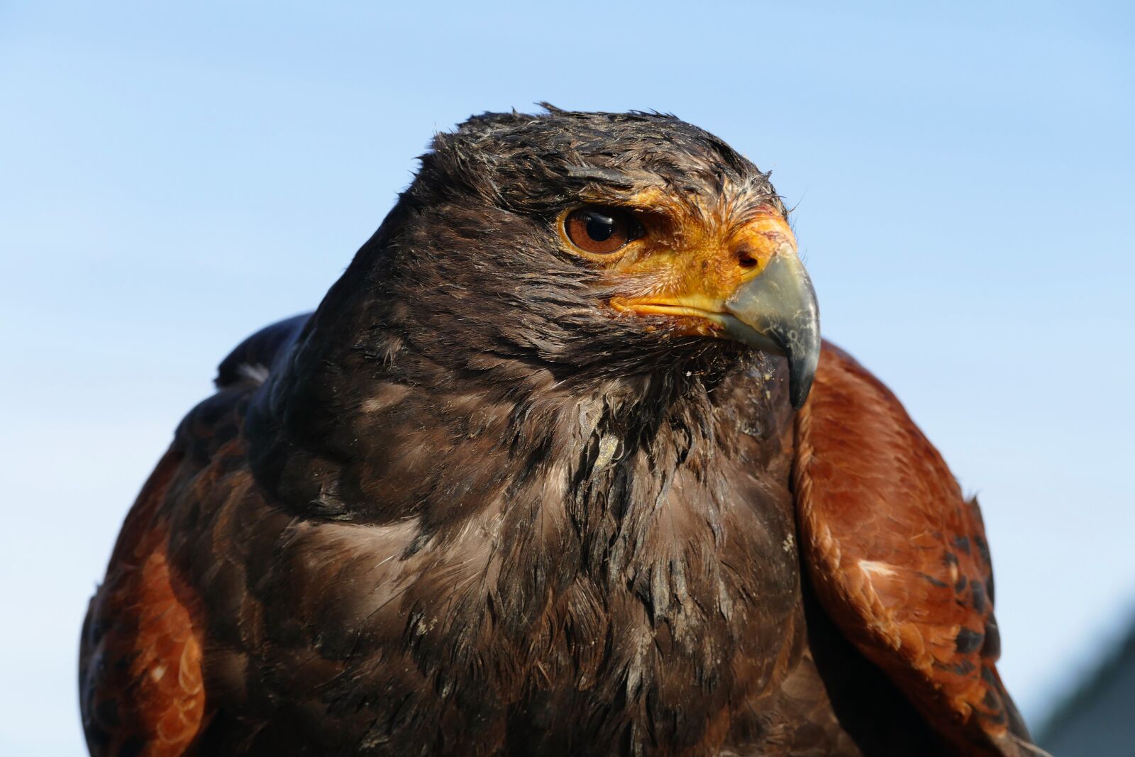 Panasonic Lumix DMC-FZ1000 sample photo. Animal, avian, beak, bird photography