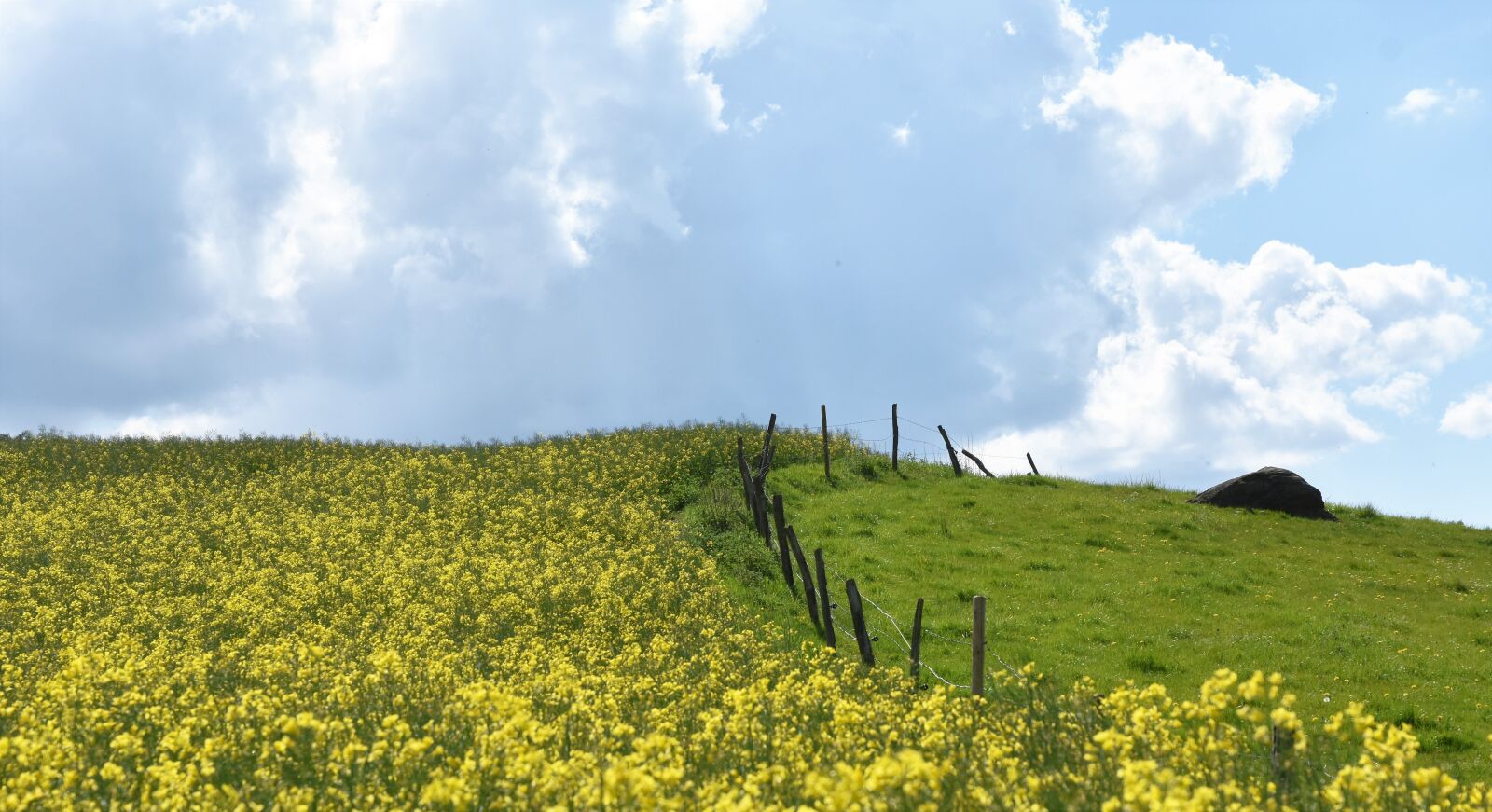 Nikon D3400 sample photo. Oilseed rape, outdoor, landscape photography