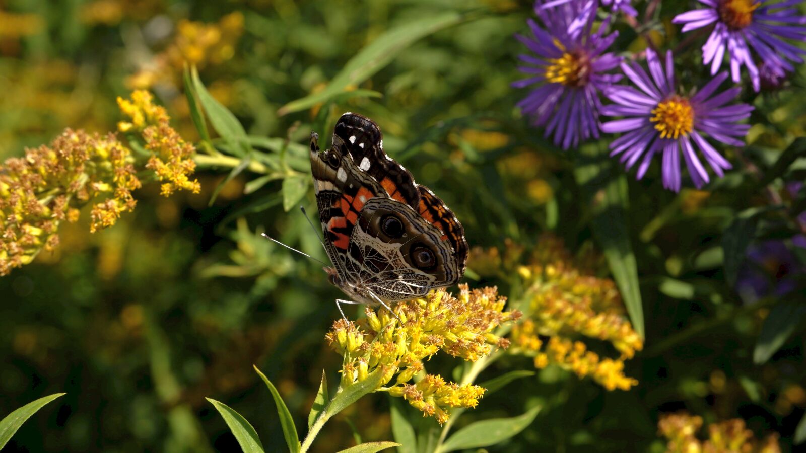 Fujifilm X-A5 sample photo. Flowers, meadow, butterfly photography