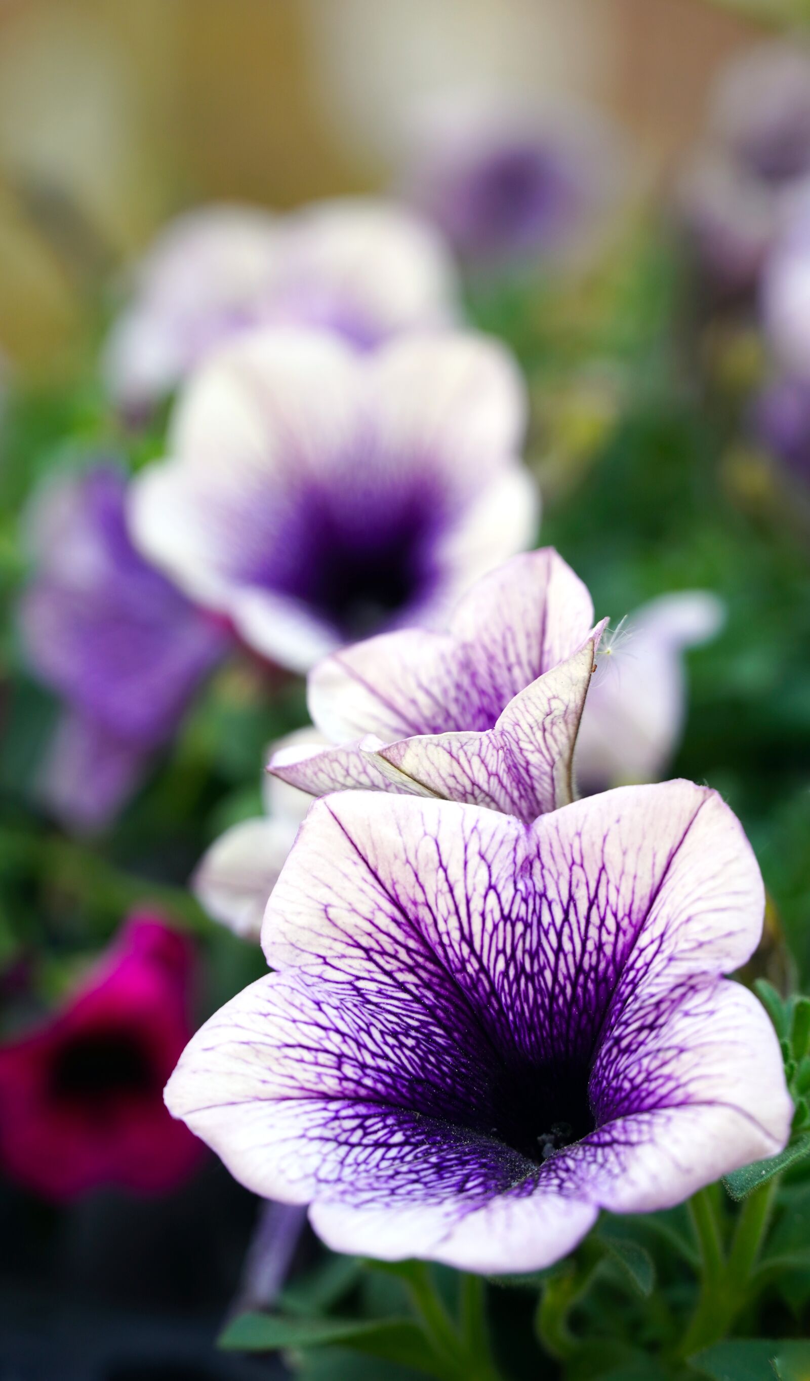 Sony E PZ 18-105mm F4 G OSS sample photo. Petunia, blossom, bloom photography