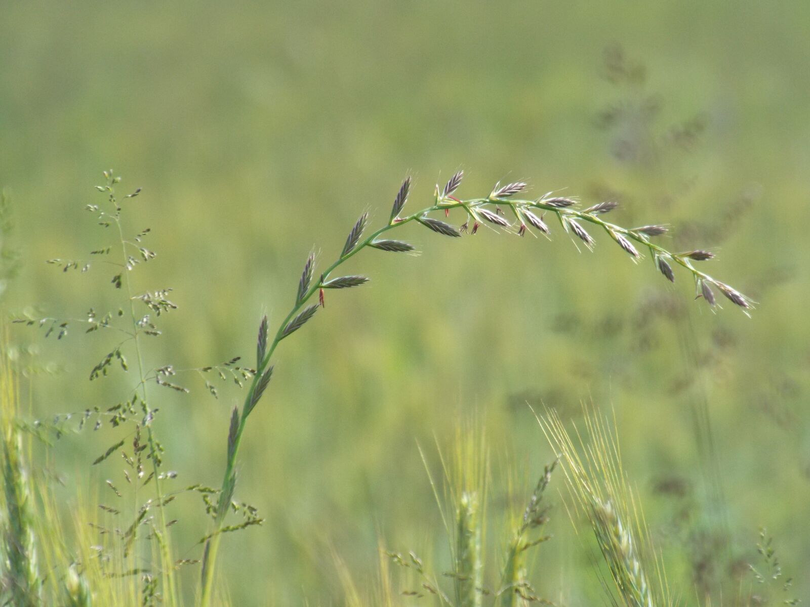 Fujifilm FinePix S6800 sample photo. Summer, meadow, grasses photography