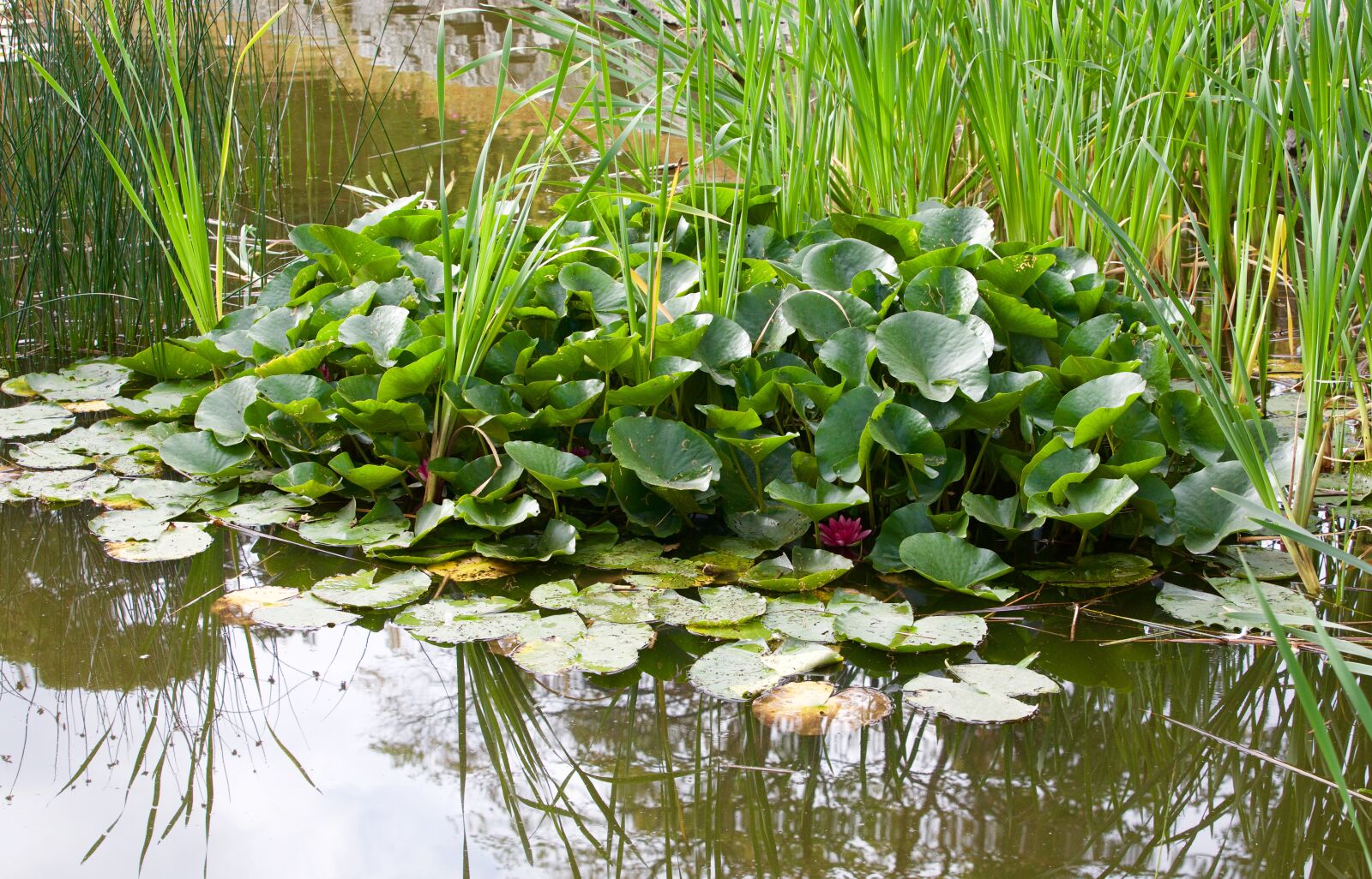Canon EOS 5D Mark III sample photo. Leaves aquatic, plant, nature photography