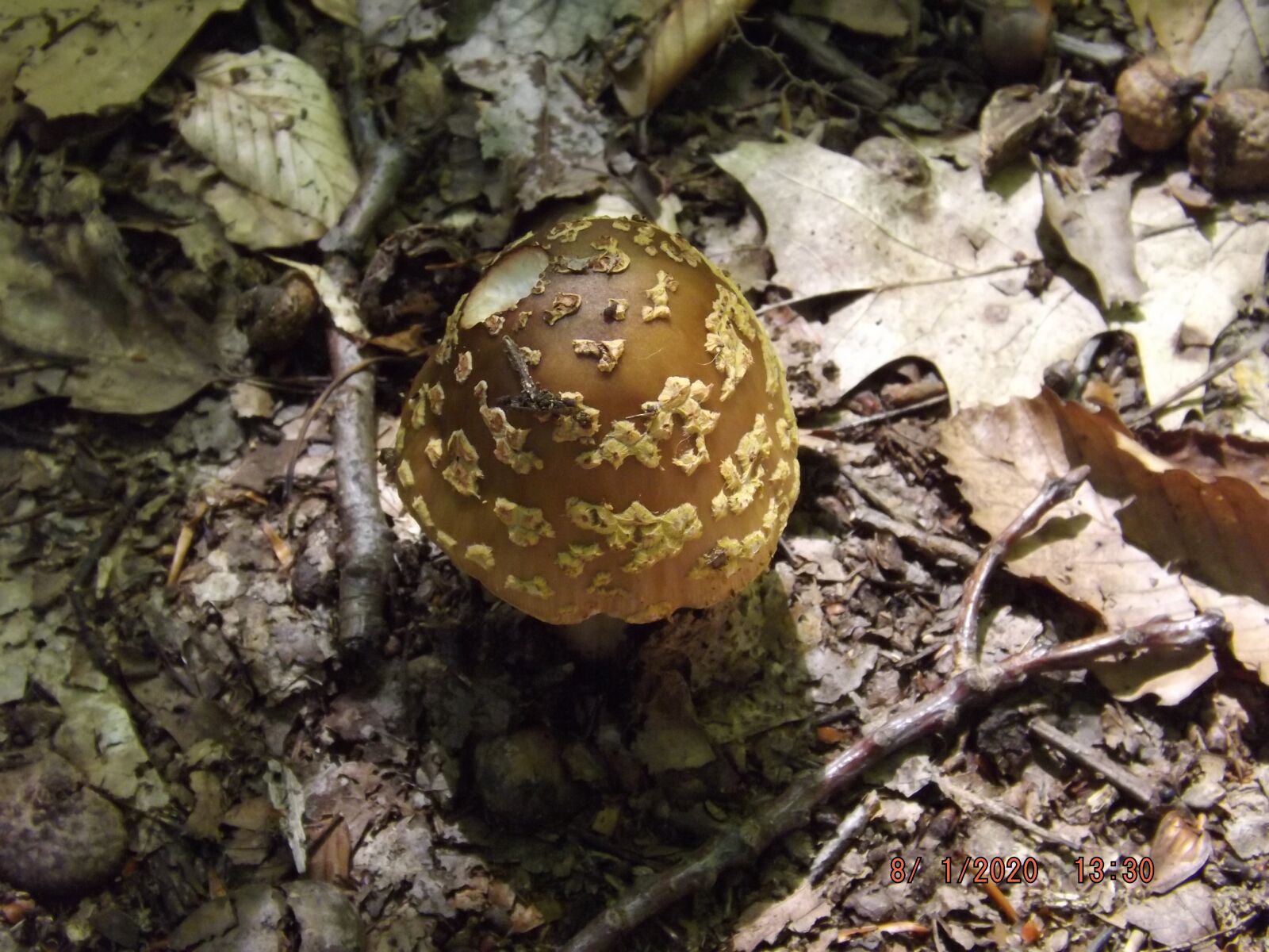 Fujifilm FinePix S4430 sample photo. Mushroom, forest, mushrooms photography