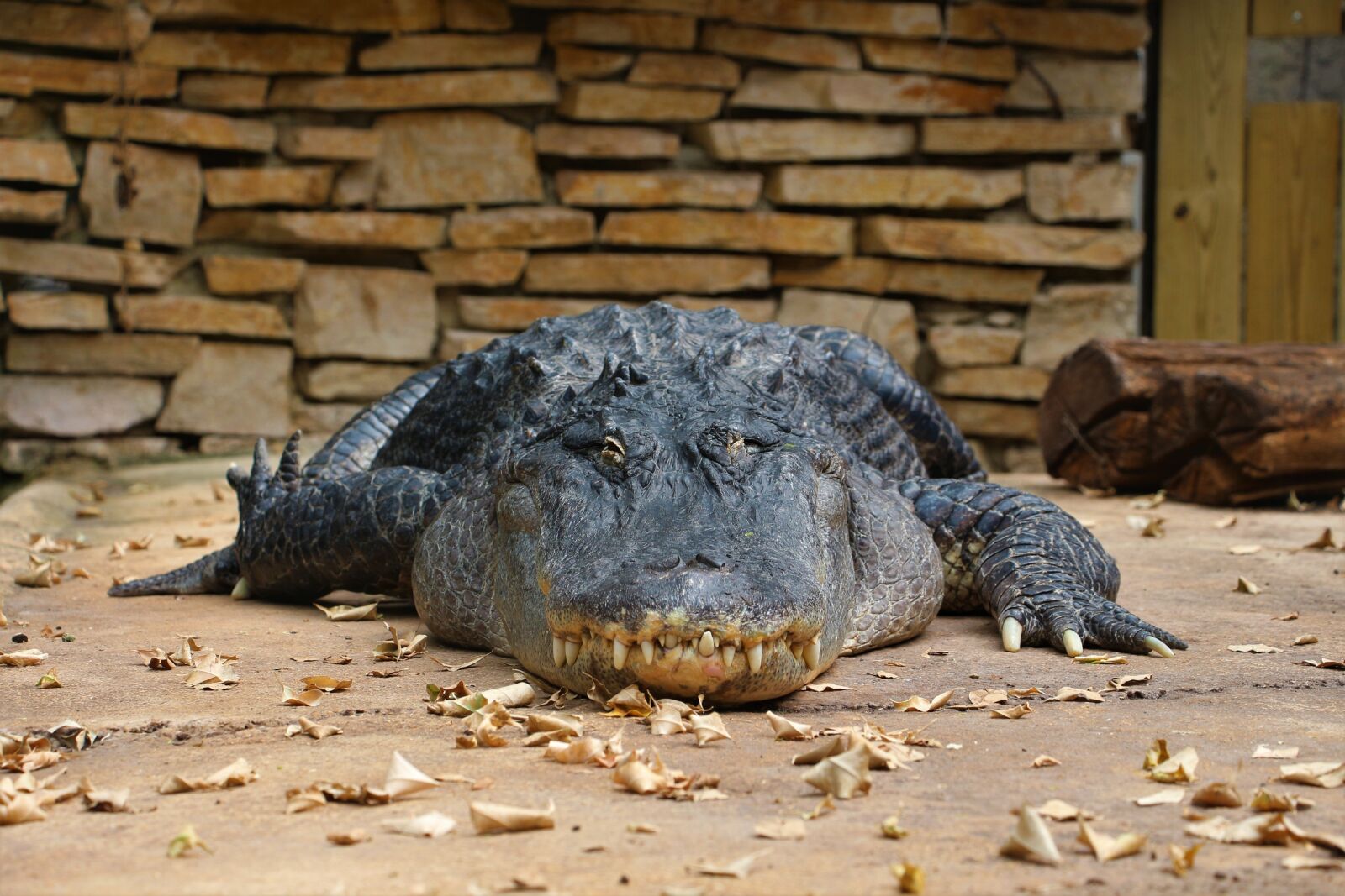 Canon EOS 700D (EOS Rebel T5i / EOS Kiss X7i) sample photo. Crocodile, reptile, predator photography