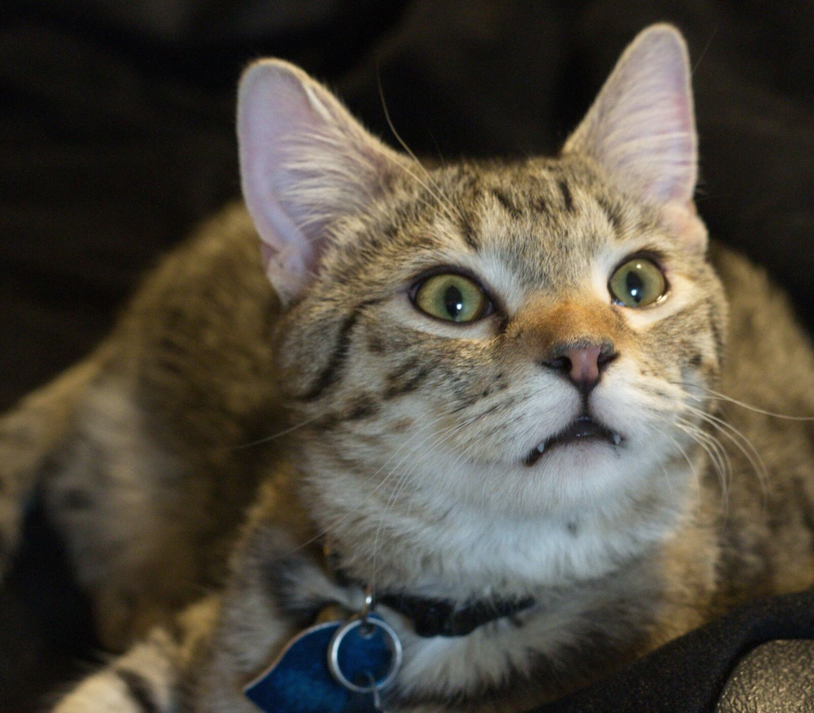 Pentax K-r sample photo. Cat, rapt, cat stare photography