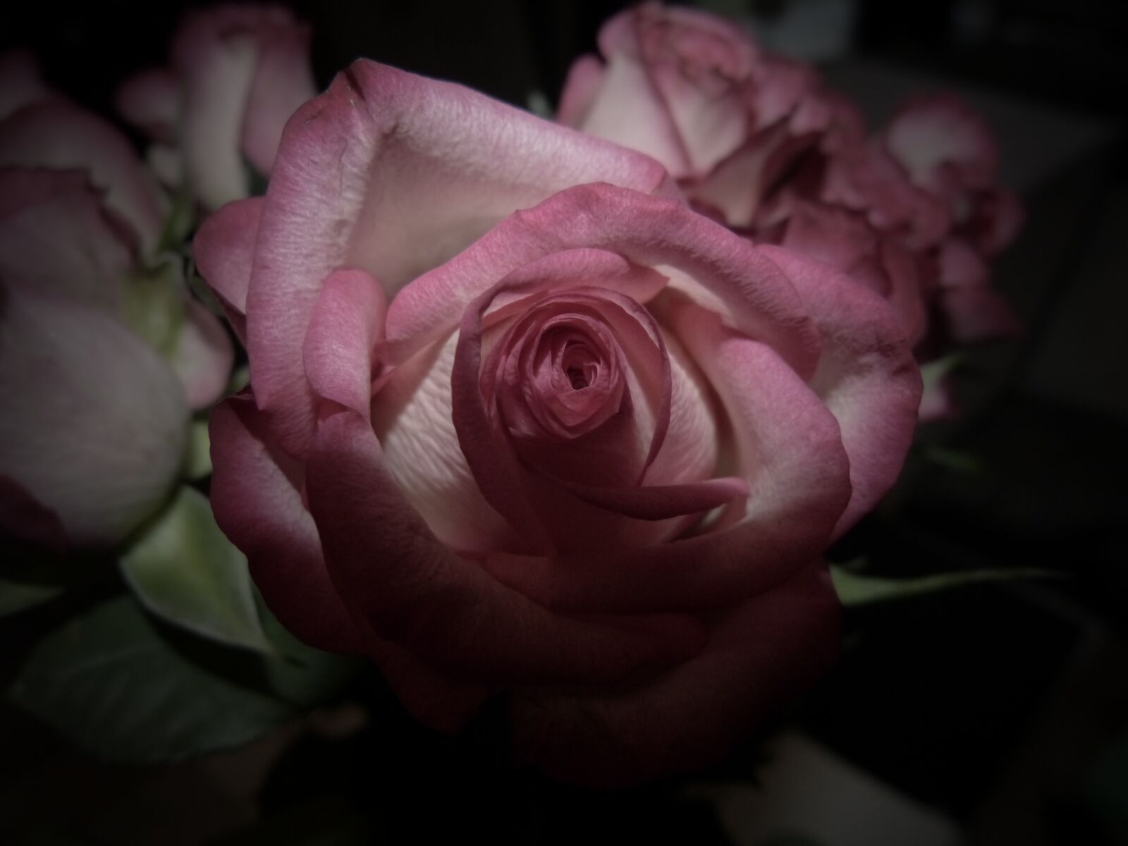 Panasonic Lumix DMC-FZ150 sample photo. Rose, flower, nature photography