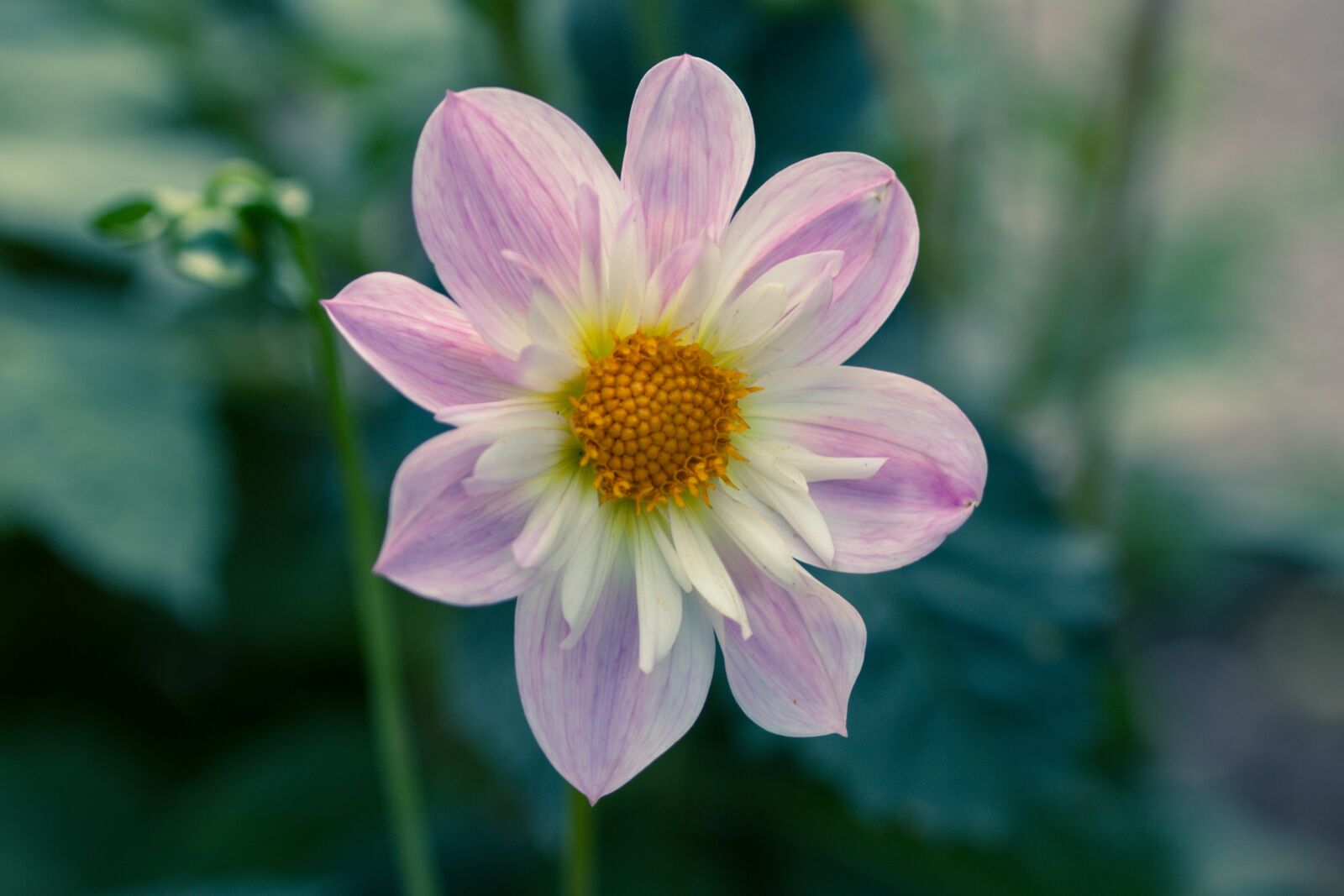 Canon EOS 70D sample photo. Dahlia hortensis, dahlia, neck photography