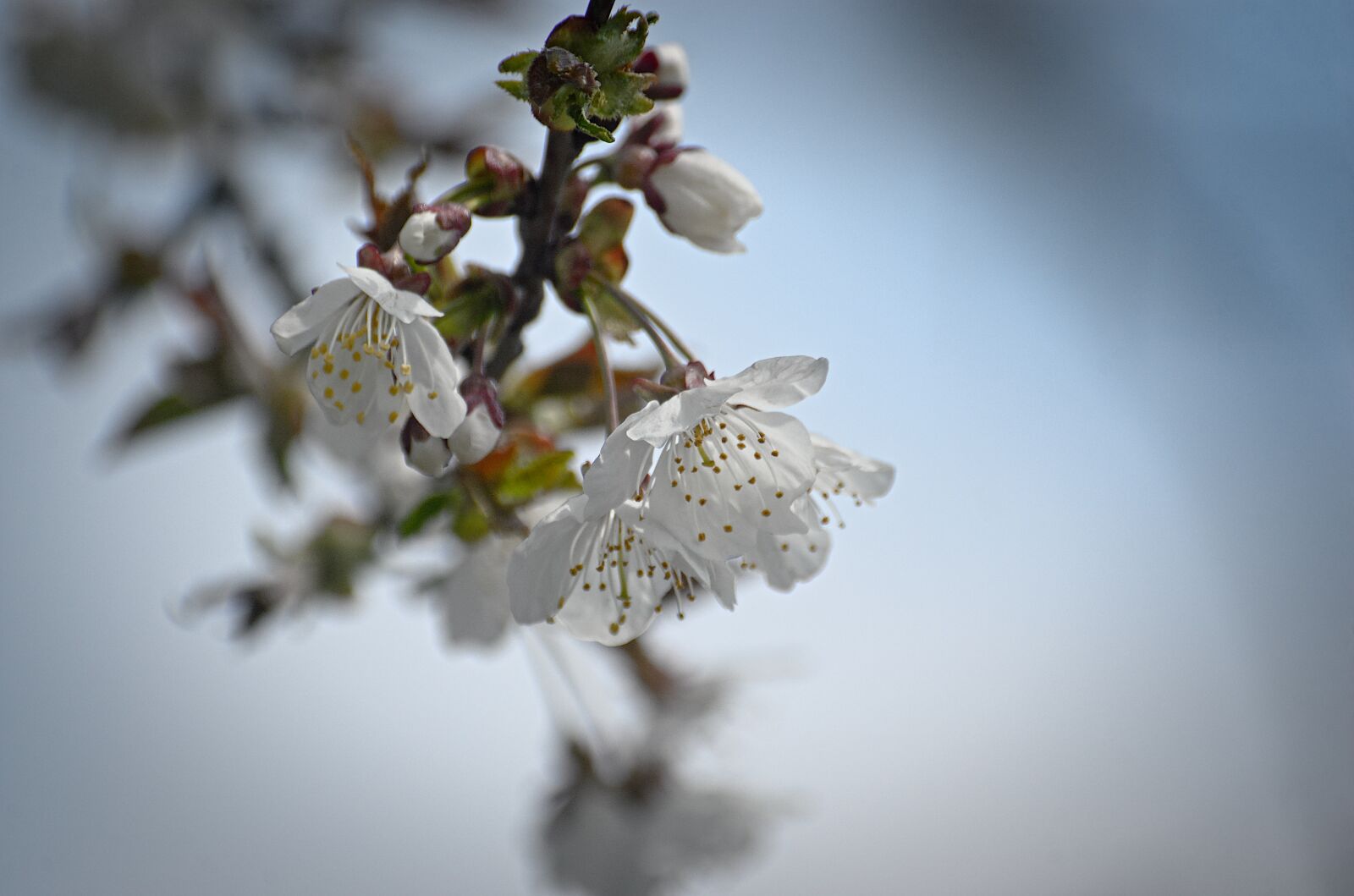 Nikon D70 sample photo. Flowers, macro, spring photography
