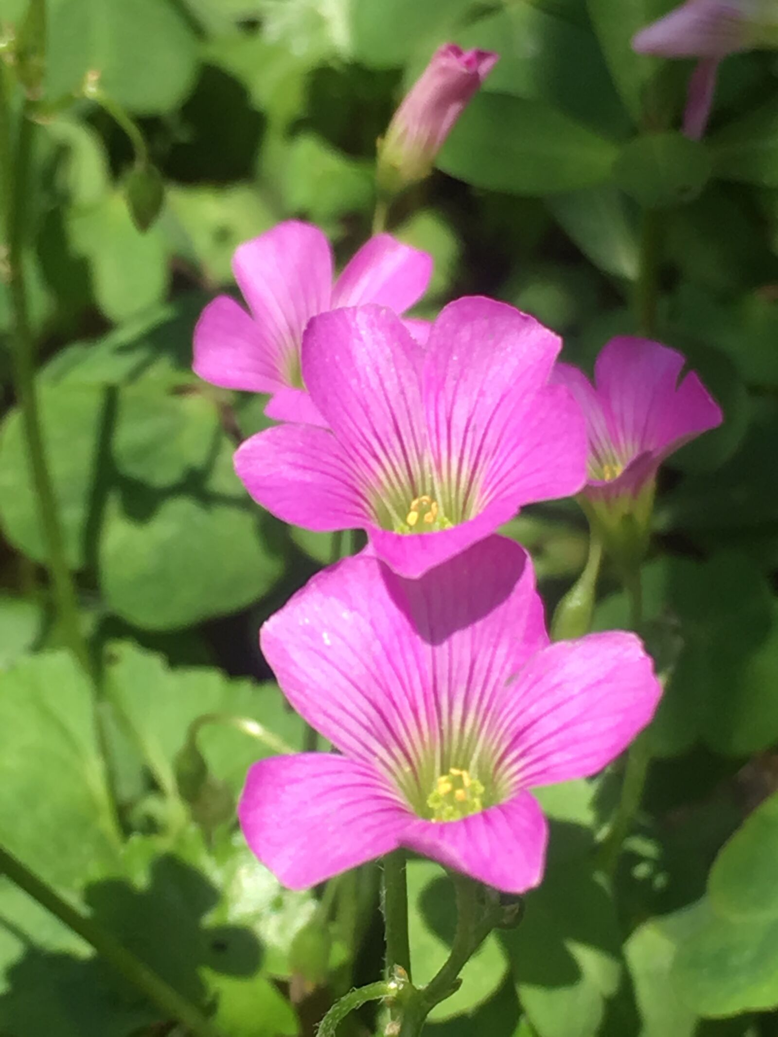 iPhone 6s Plus back camera 4.15mm f/2.2 sample photo. Little flower, natural, sunshine photography