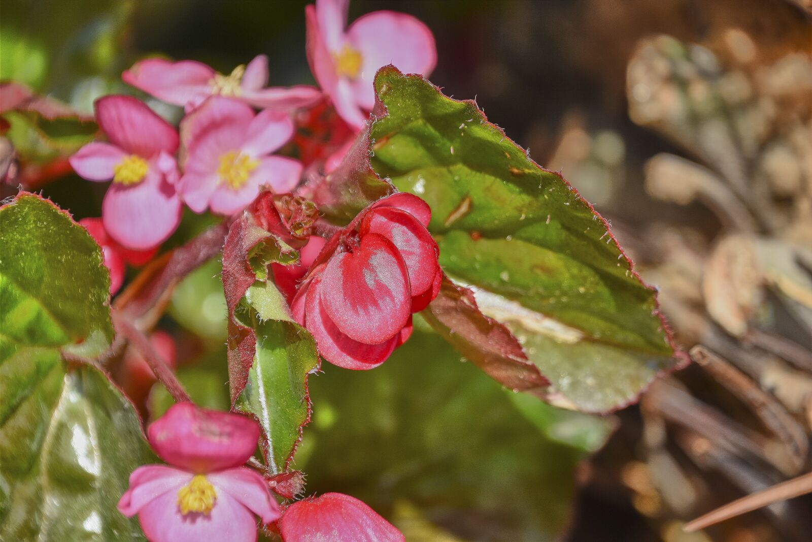 Nikon D7200 sample photo. Flower, rosa, branch photography