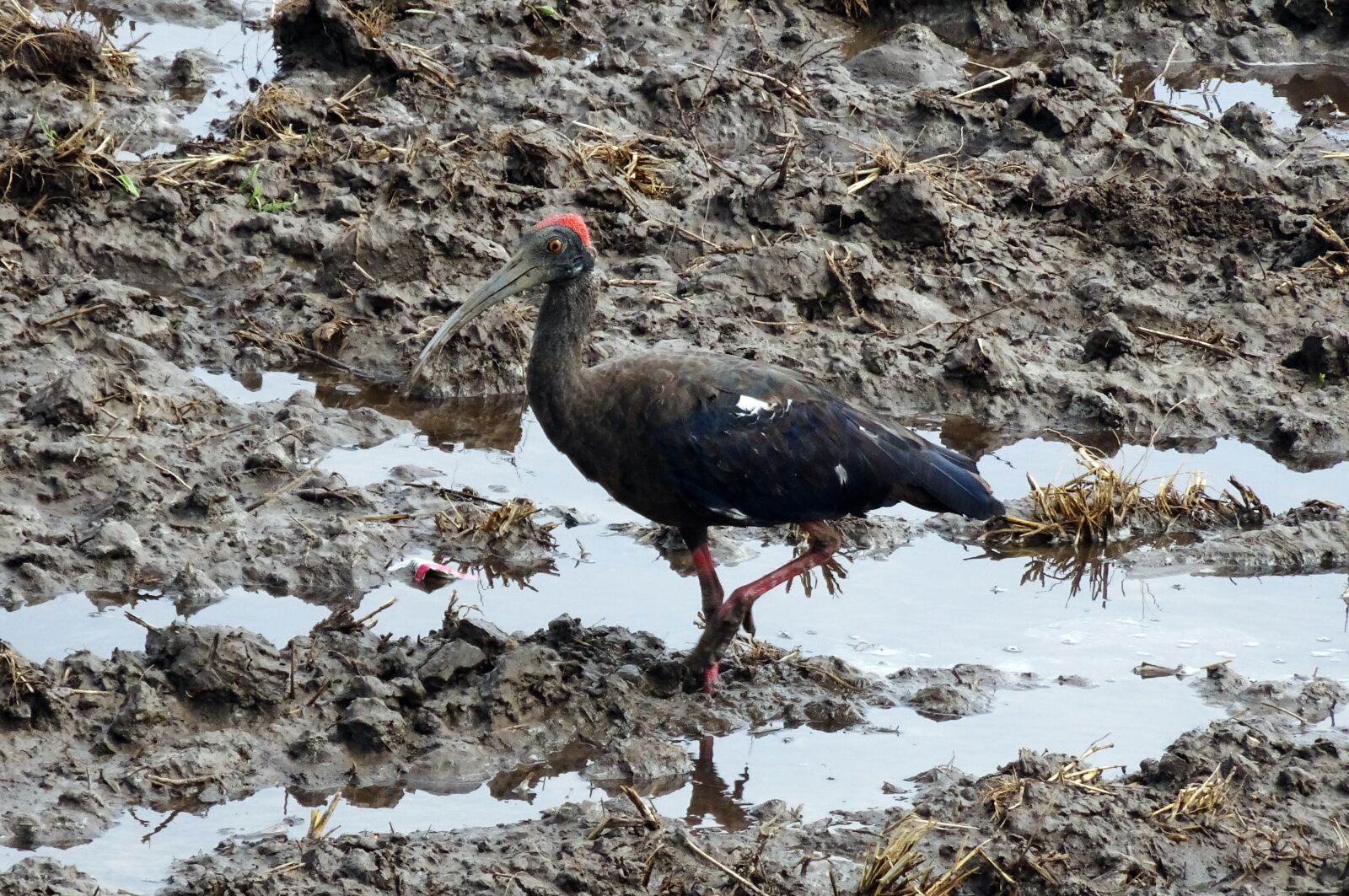 Sony Cyber-shot DSC-HX90V sample photo. Bird, red-naped ibis, pseudibis photography