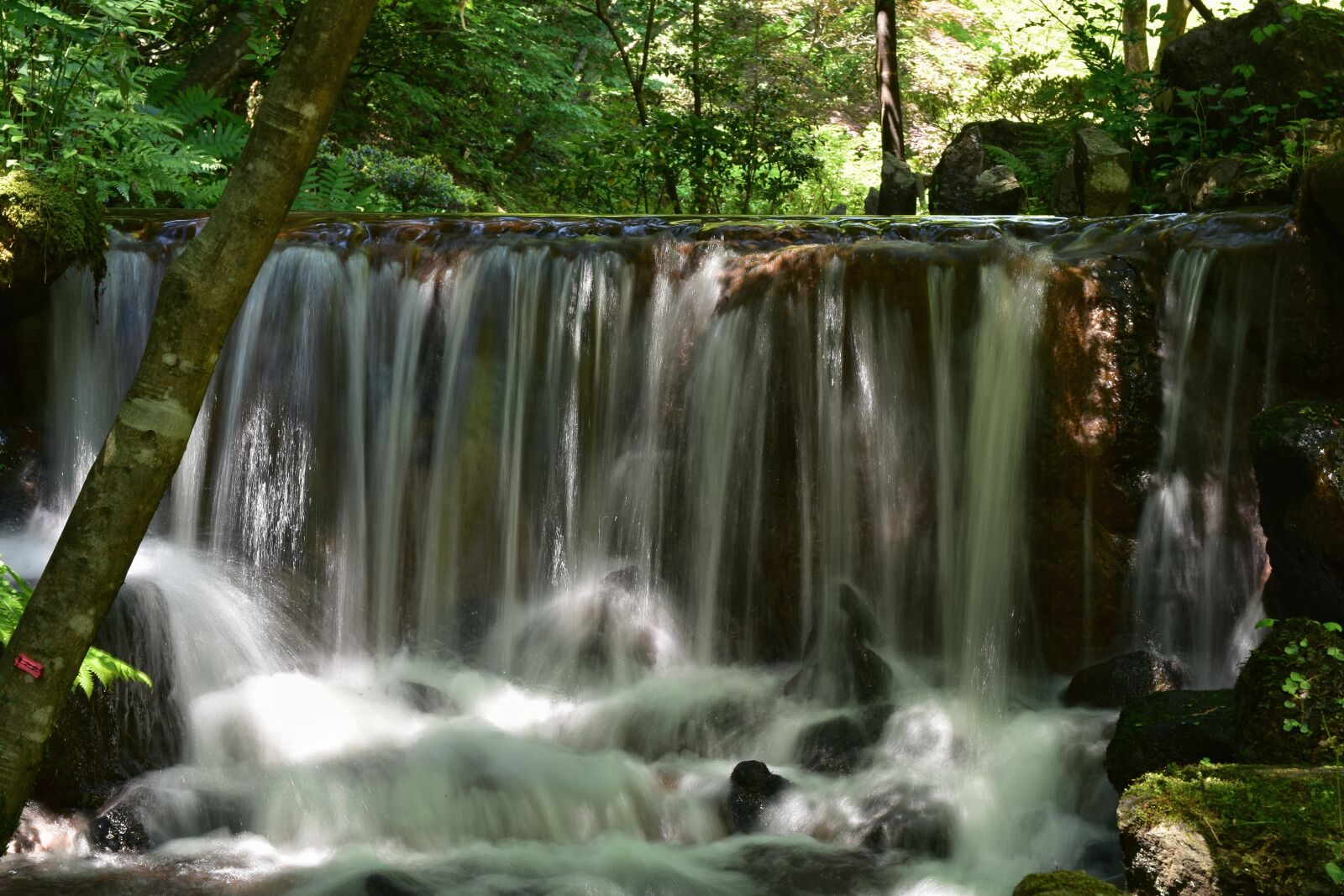 Nikon D7200 sample photo. Natural, landscape, forest photography