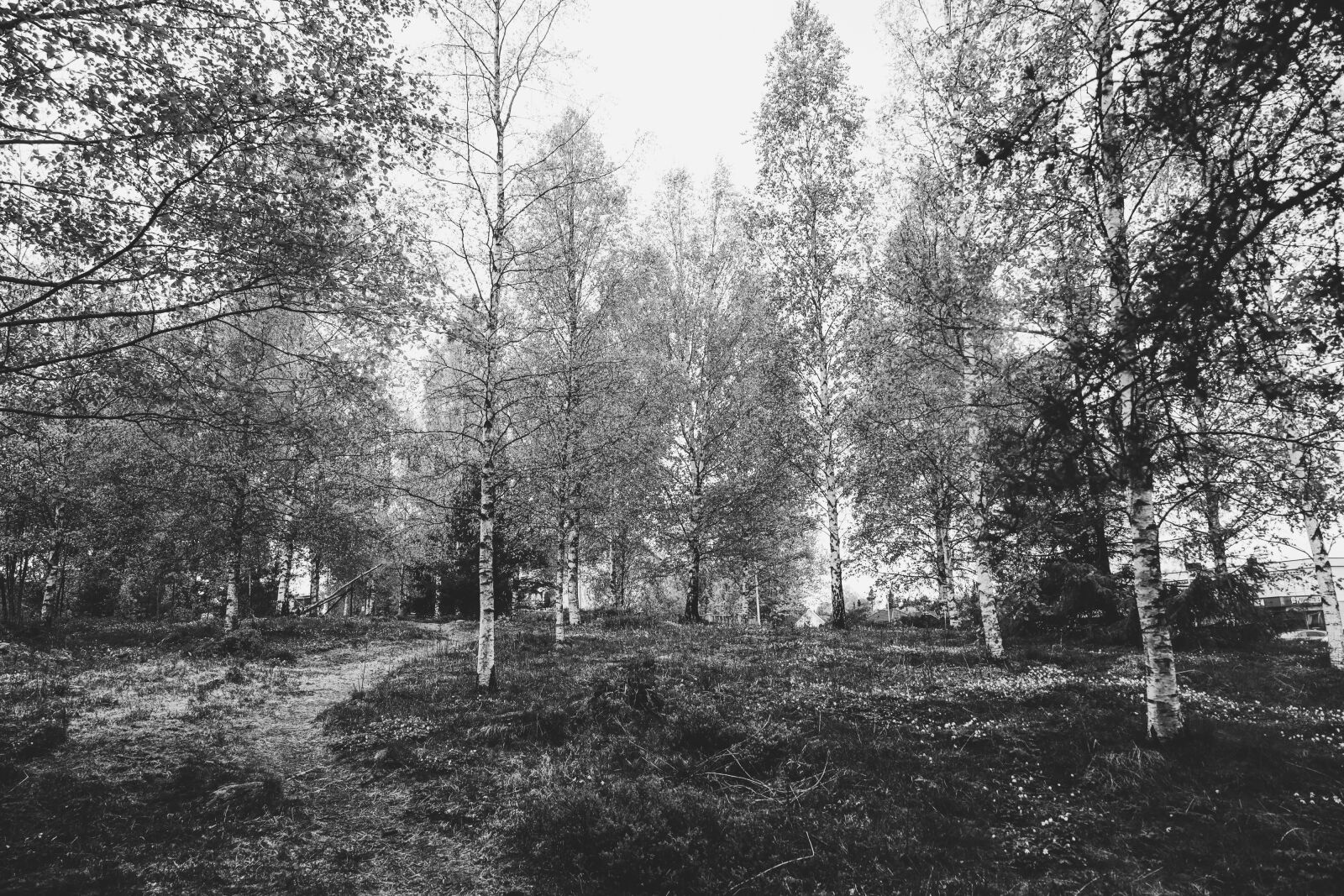Canon EOS R sample photo. Birch, tree, nature photography