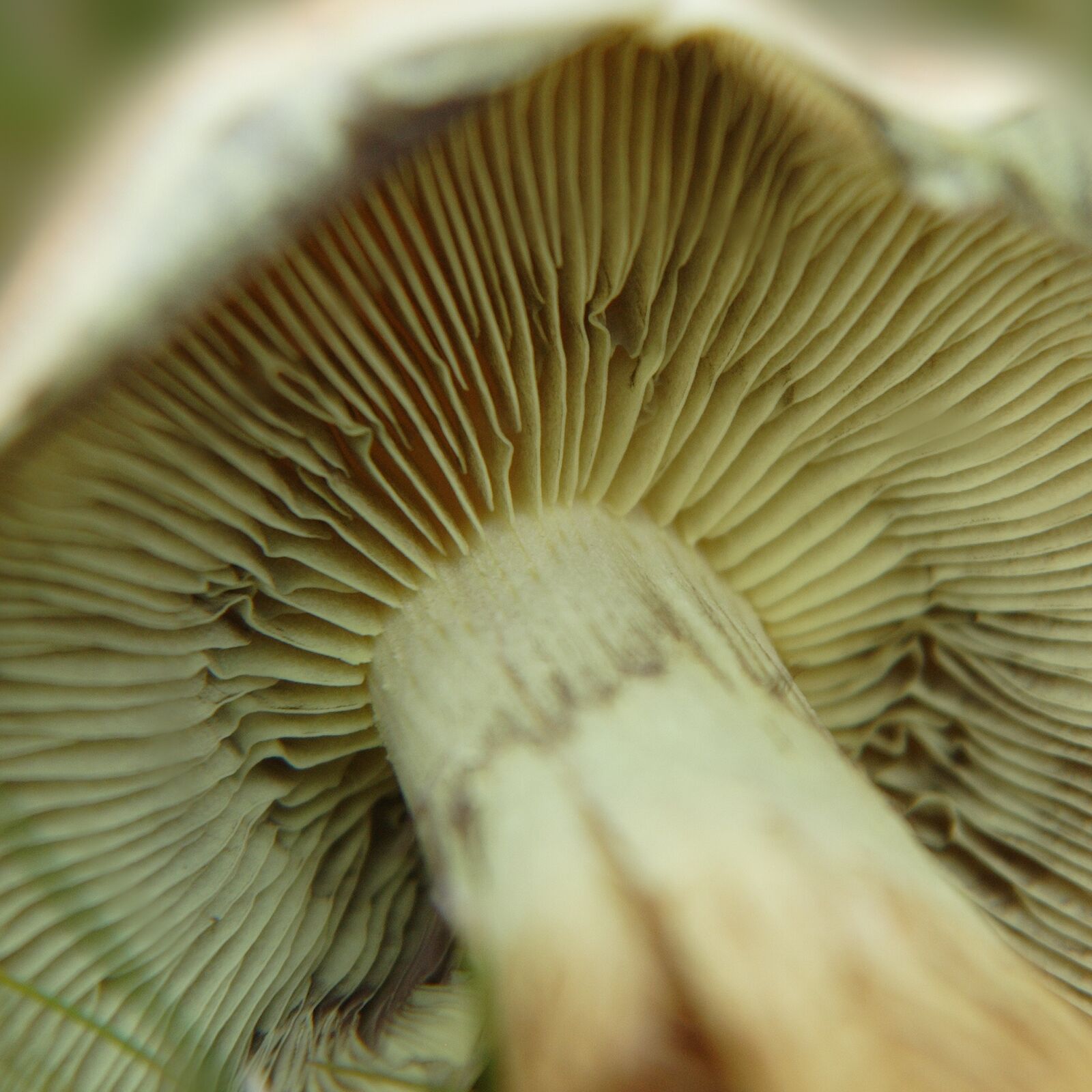 Canon EOS 350D (EOS Digital Rebel XT / EOS Kiss Digital N) sample photo. Mushroom, lamellar, autumn photography