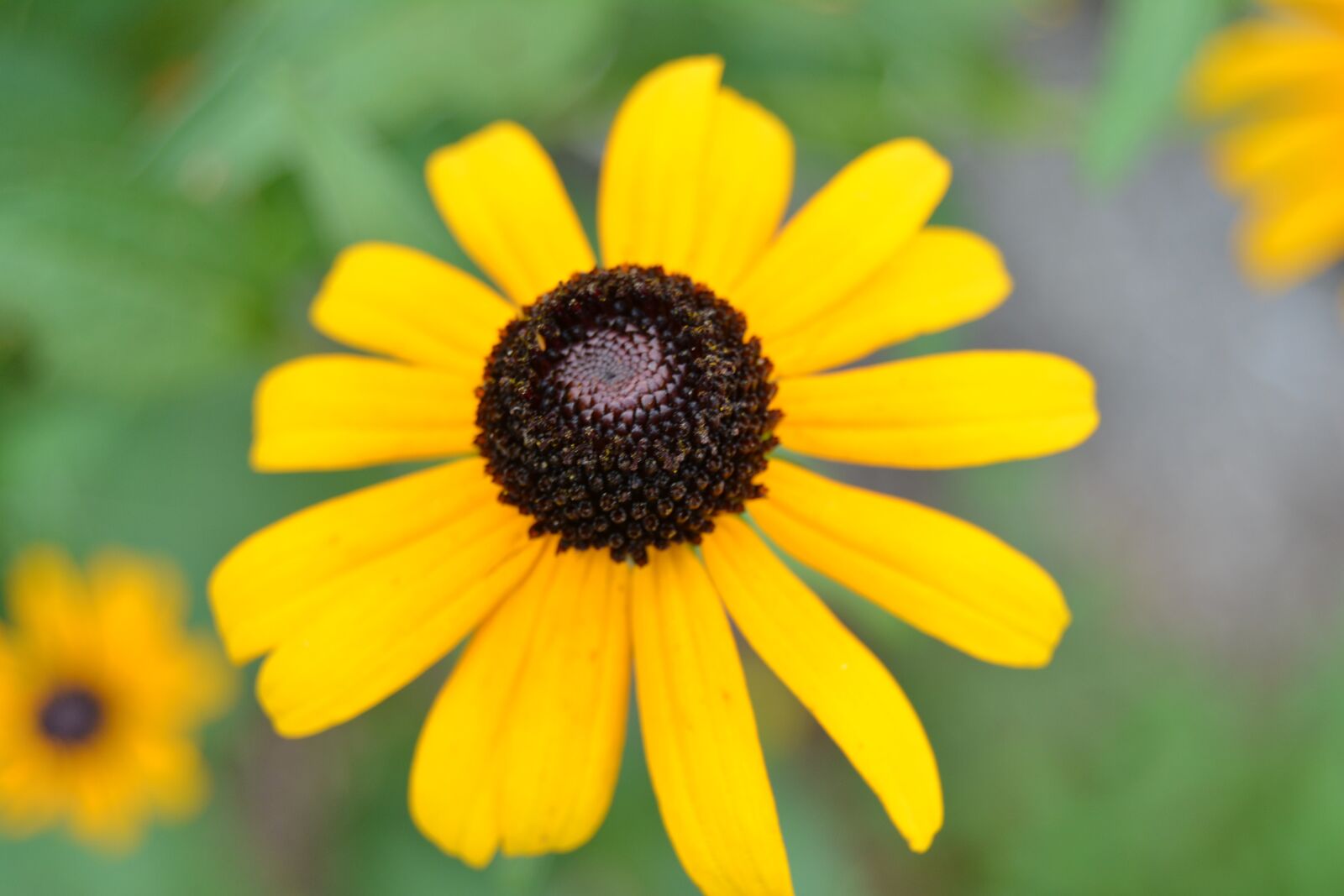 Nikon D5200 sample photo. Black-eyed susan, spring, flower photography