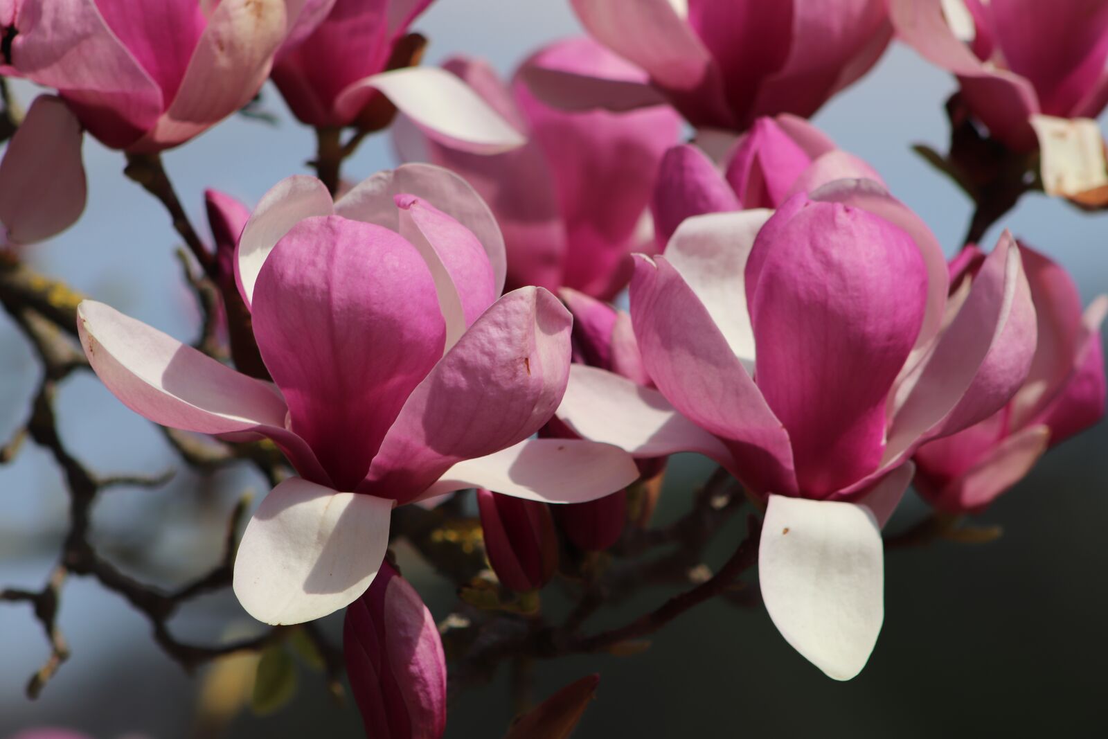 Canon EOS 800D (EOS Rebel T7i / EOS Kiss X9i) sample photo. Magnolia, tulip magnolia, flowers photography