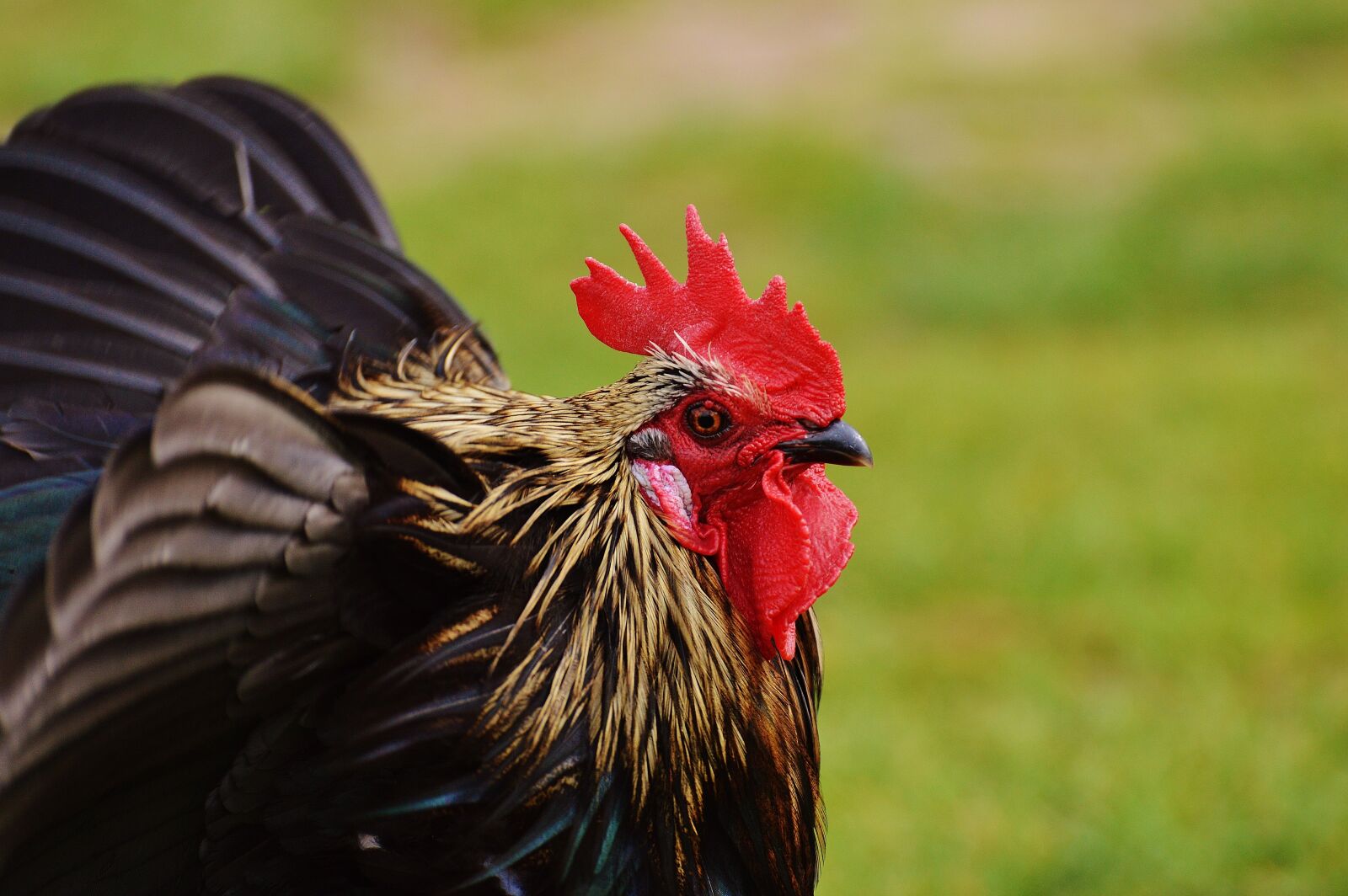 Nikon D3200 sample photo. Hahn, wildpark poing, pride photography