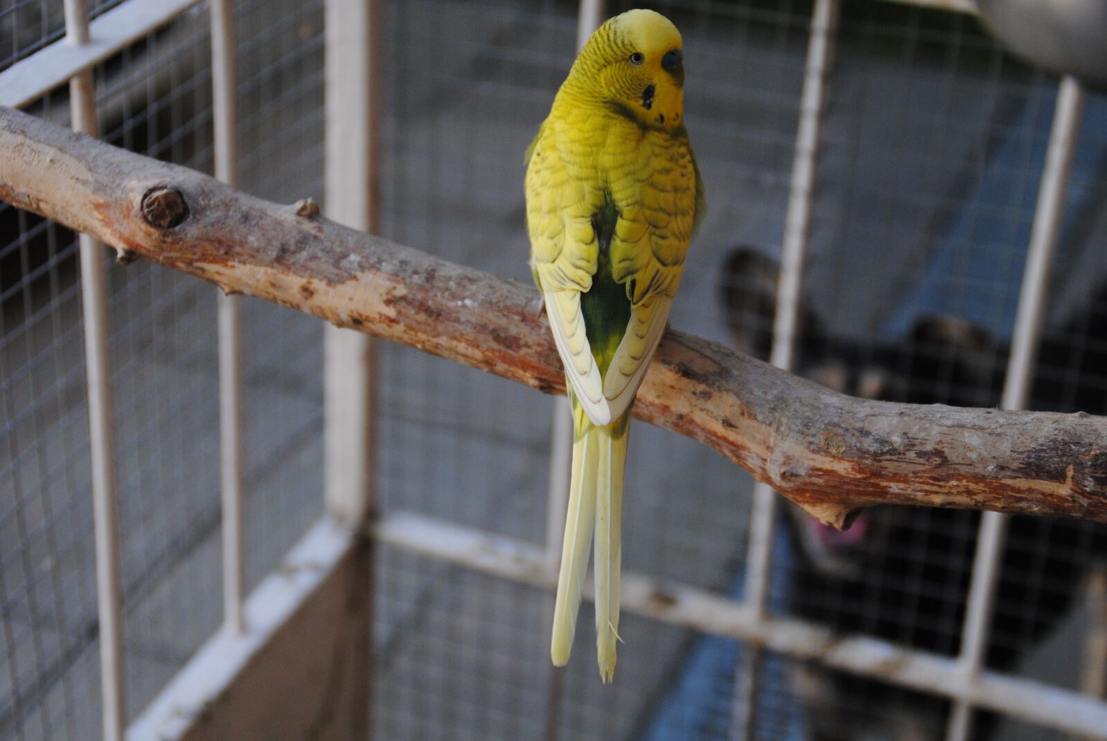 Nikon D3000 sample photo. Andulka, bird, little bird photography