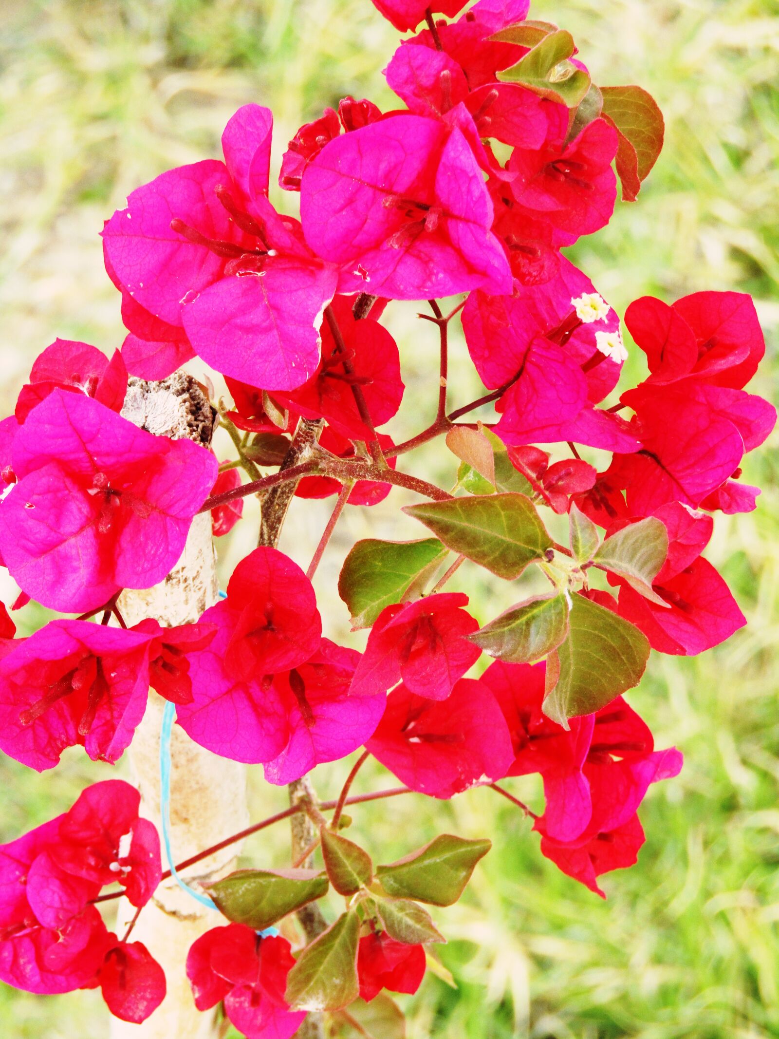 Canon PowerShot SX410 IS sample photo
