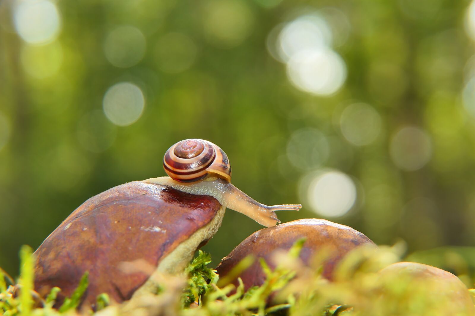 Panasonic Lumix DMC-FZ2500 (Lumix DMC-FZ2000) sample photo. Snail, grove snail, mollusc photography