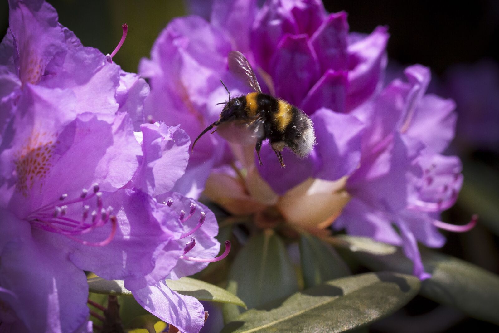 Canon EOS 50D sample photo. Rhododendron, hummel, traub notes photography