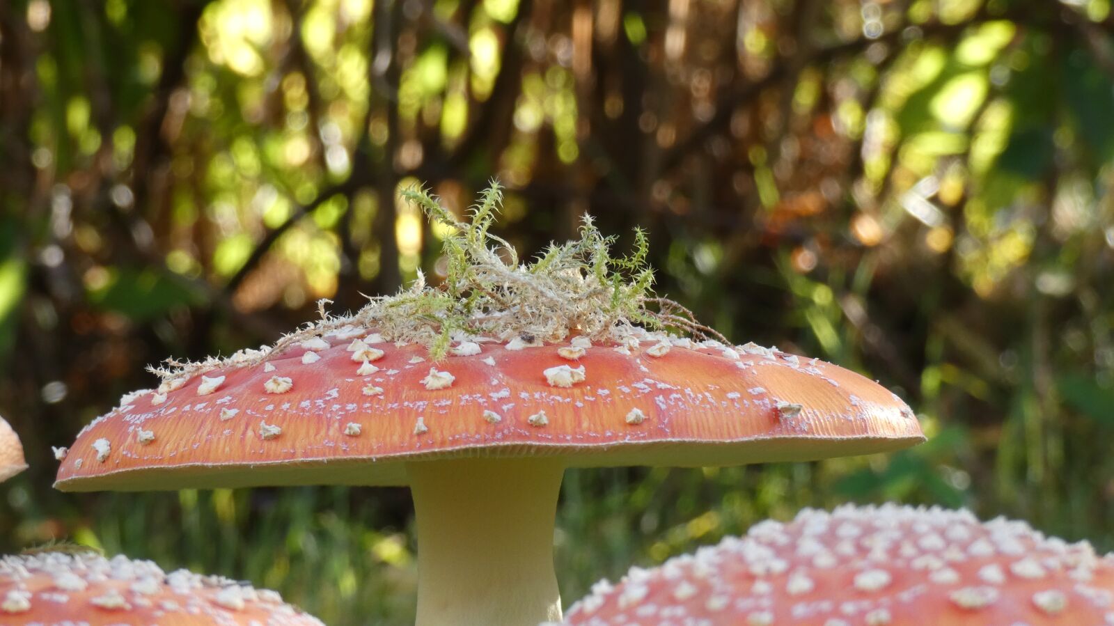 Panasonic Lumix DC-FZ80 (Lumix DC-FZ82) sample photo. Mushroom, moss, nature photography