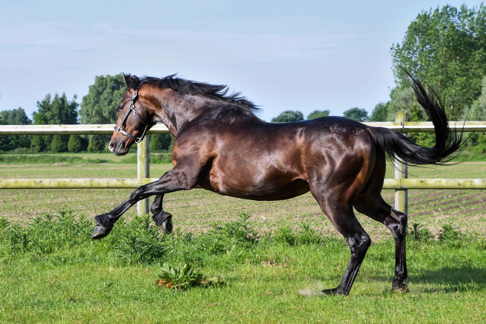 Nikon D500 sample photo. Horse, cavalry, field, grass photography