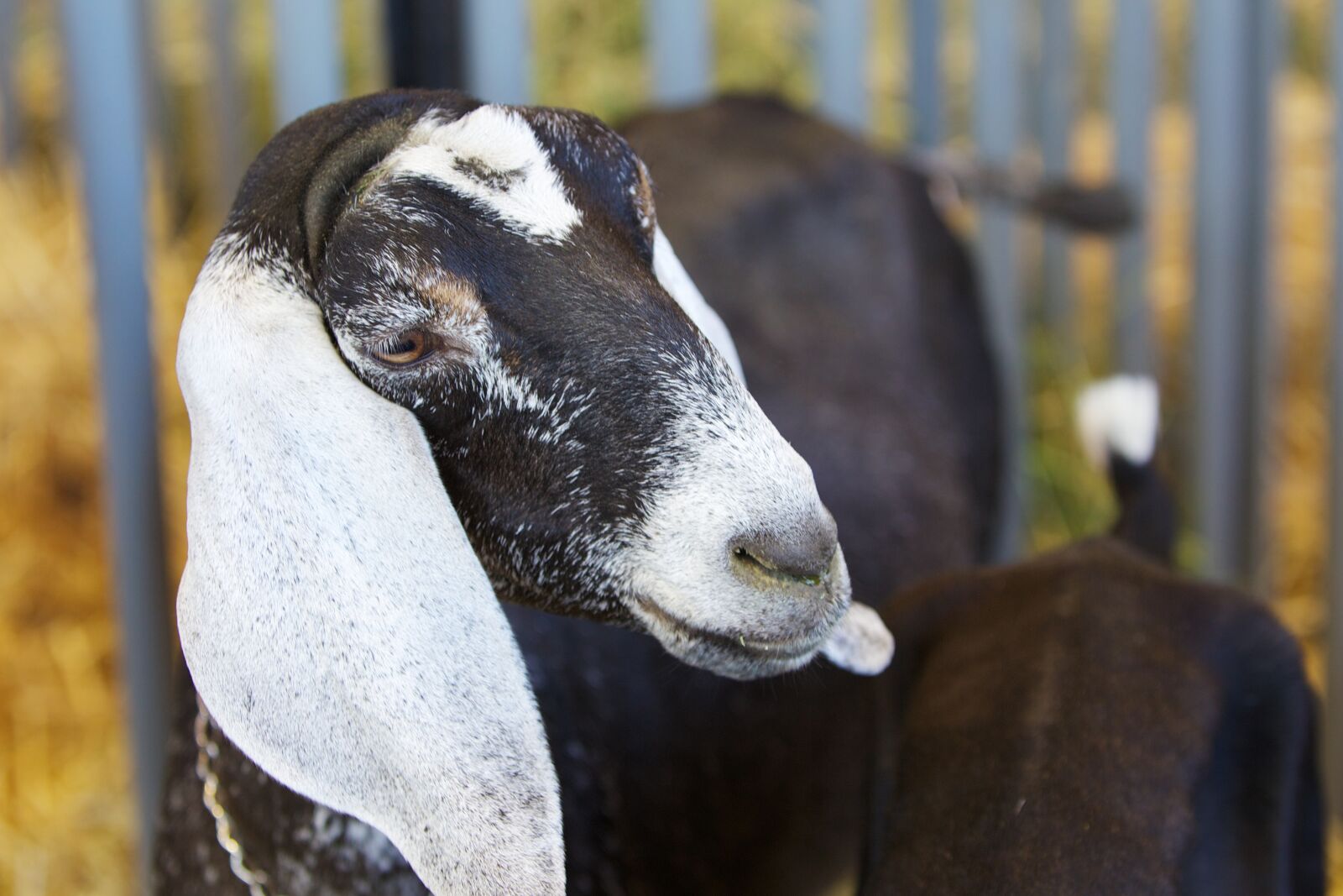 Canon EOS-1D Mark IV sample photo. Goat, animal, livestock photography