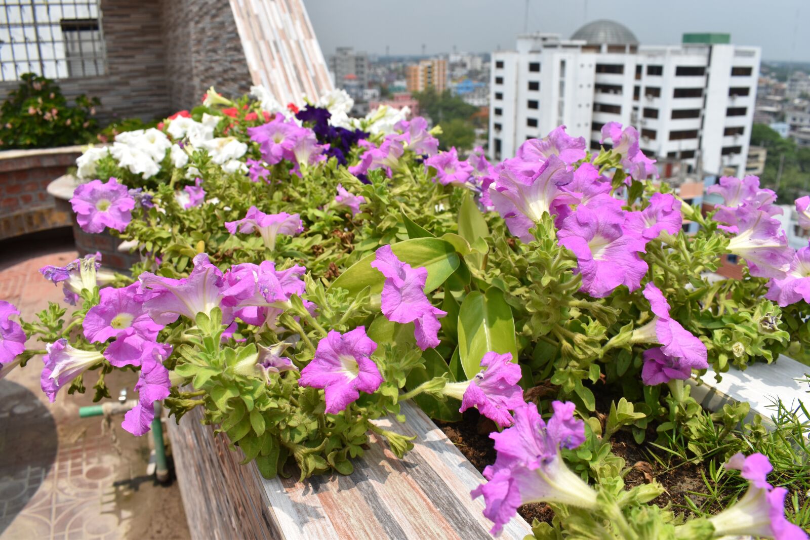 Nikon D5600 sample photo. Beautiful flower, flowers, spring photography