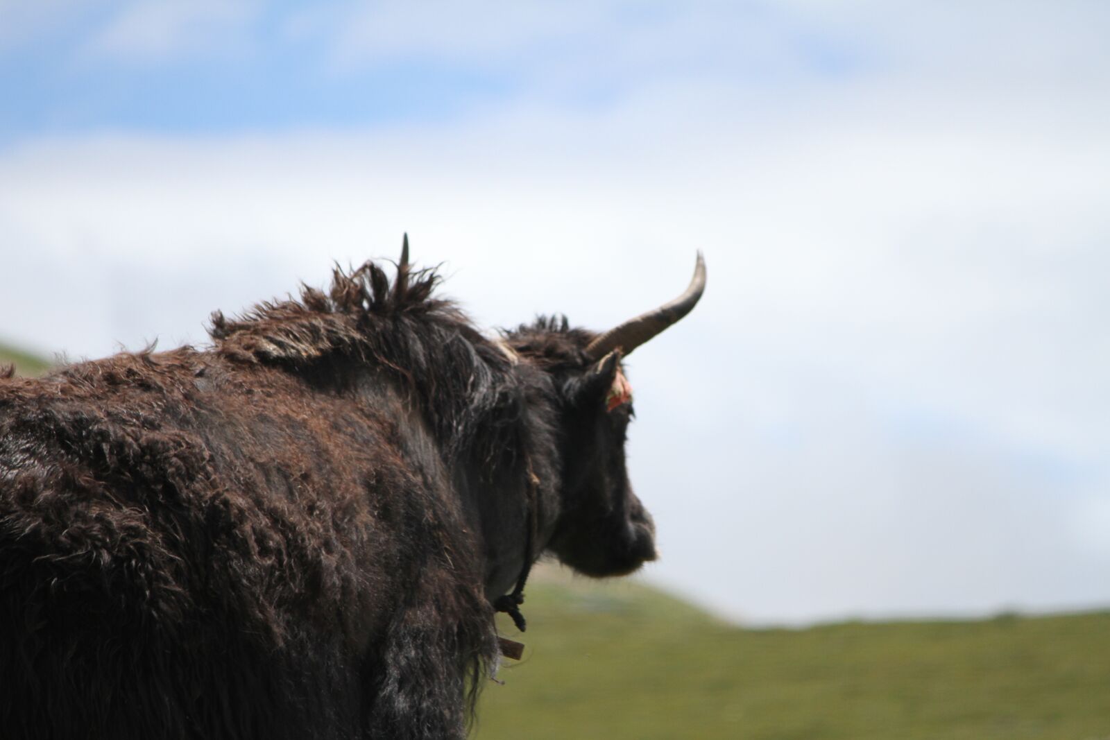 Canon EOS 7D sample photo. Qinghai, pet, 犛 cattle photography