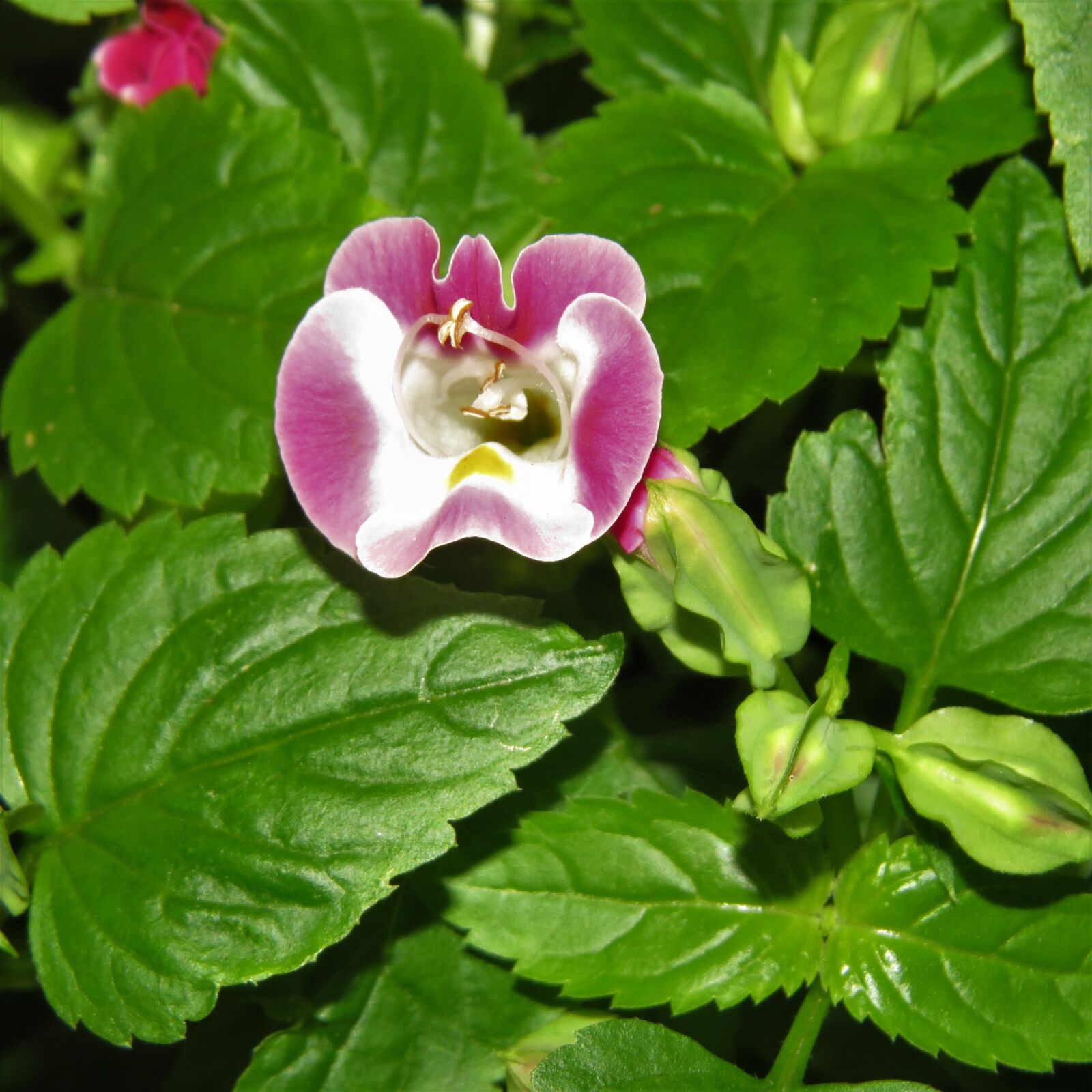 Canon PowerShot SX50 HS sample photo. Pink, flower, bloom photography