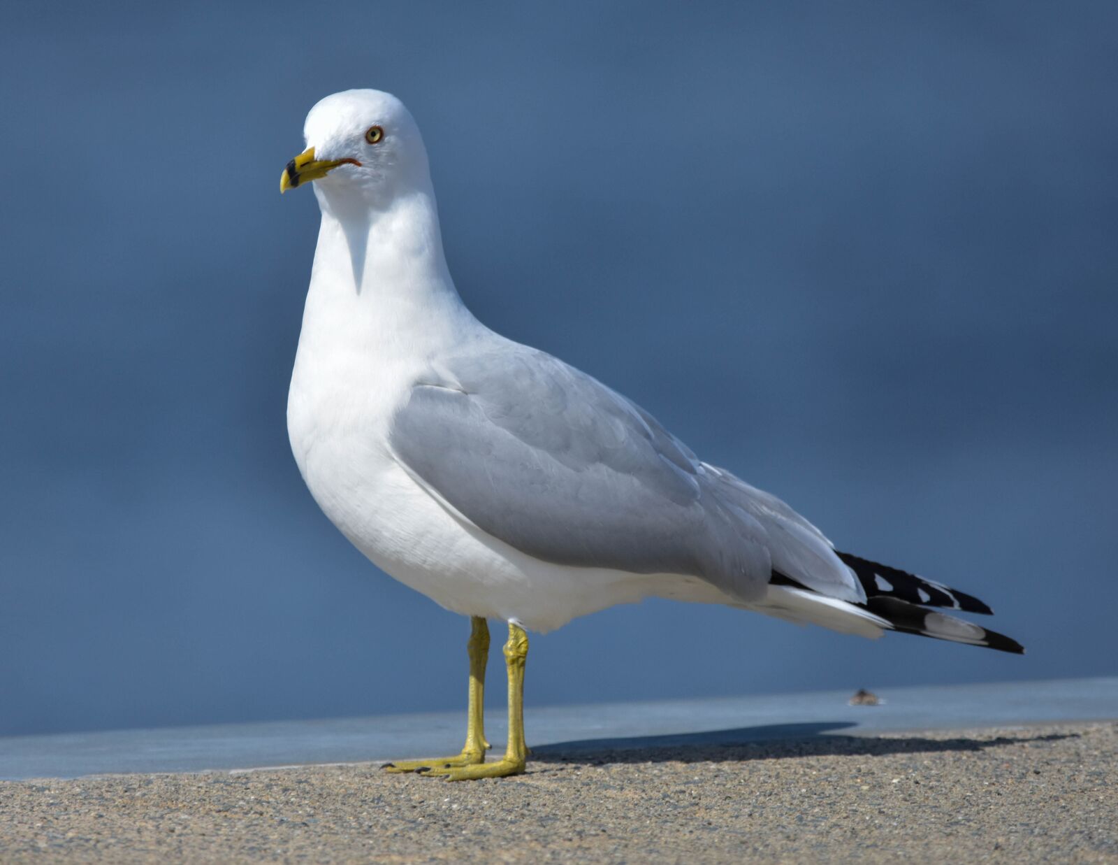 Nikon D3400 sample photo. Bird, seagull, ring-billed gull photography