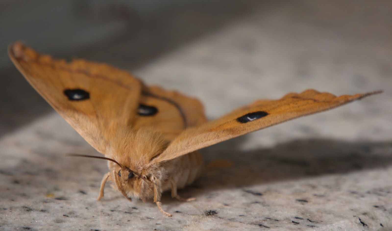 Panasonic Lumix DMC-G6 sample photo. Butterfly, moth, nature photography
