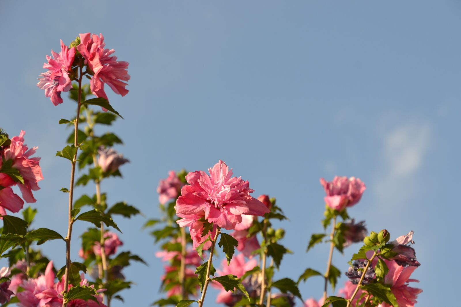 Nikon D3100 sample photo. Flower, bloom, blossom photography