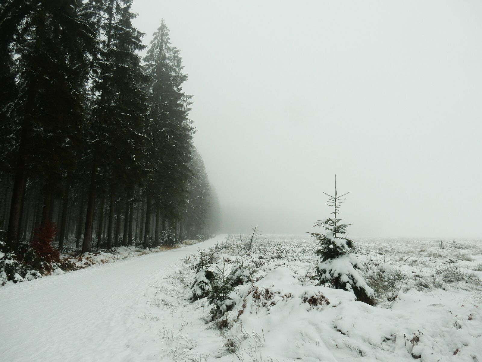 Nikon Coolpix S9700 sample photo. Snow, forest, coniferous trees photography
